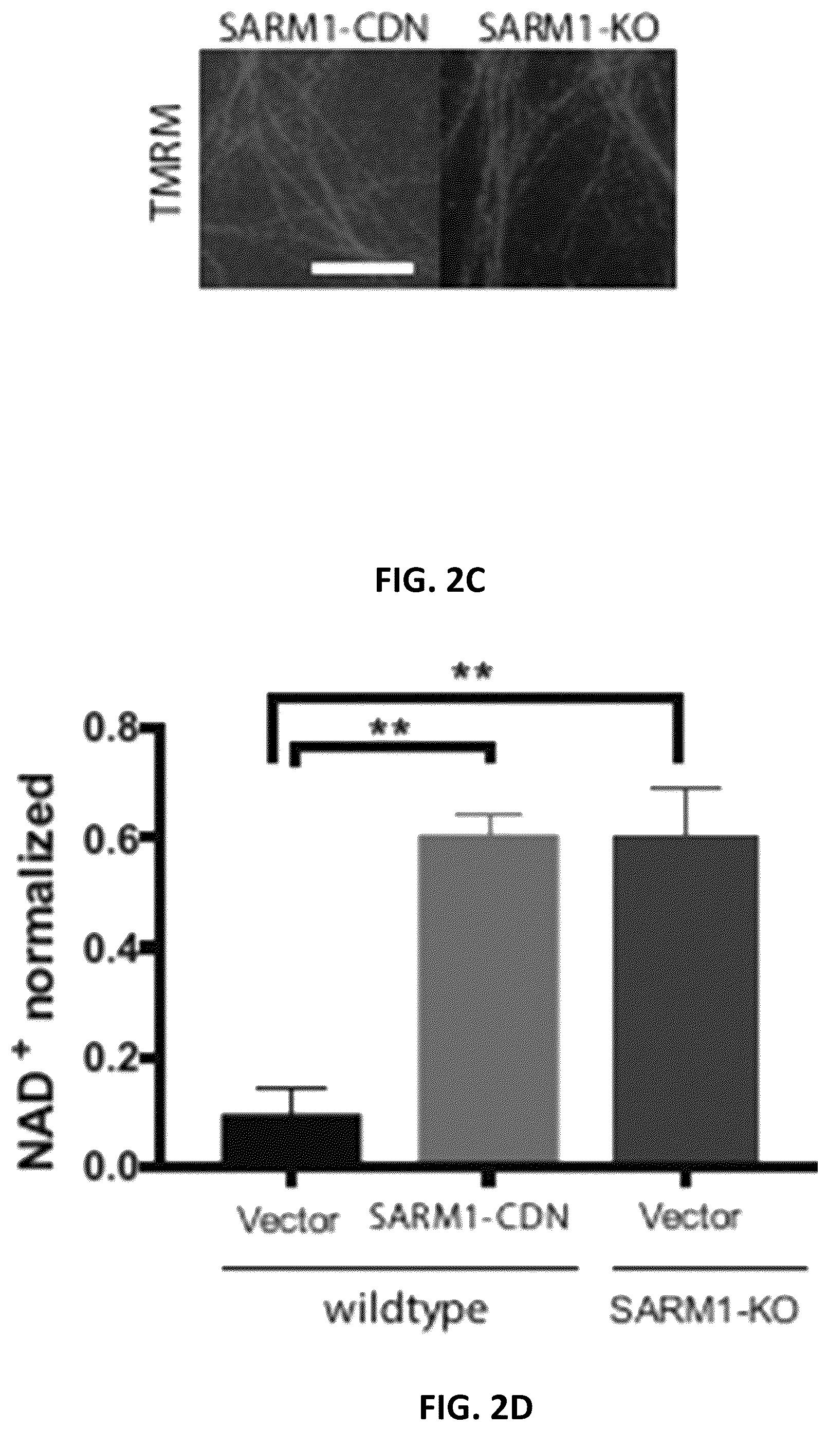 Patent US12576130 Figure 5 – Dominant negative SARM1 molecules comprising a substitution at position 189, 190, 193, 194, 570 and/or 685 of SARM1