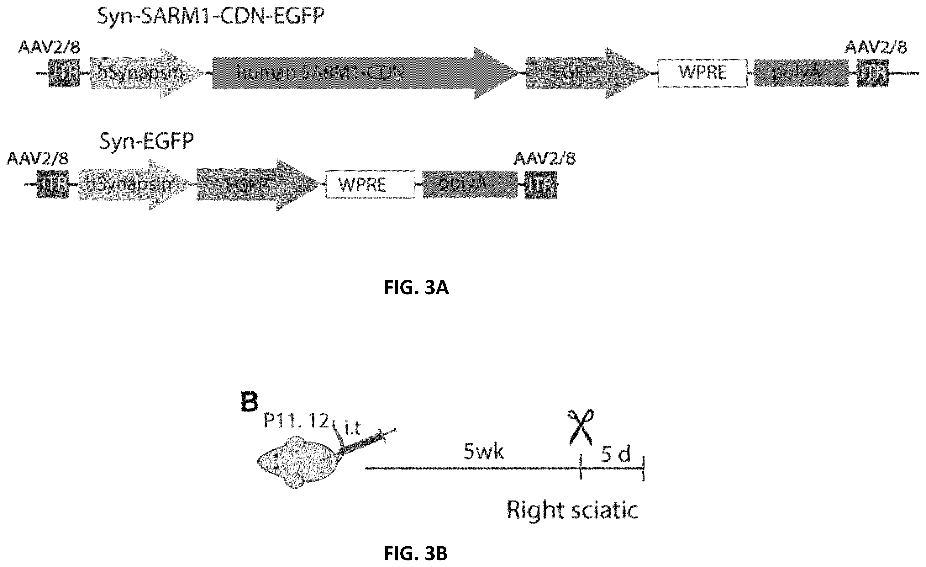 Patent US12576130 Figure 8 – Dominant negative SARM1 molecules comprising a substitution at position 189, 190, 193, 194, 570 and/or 685 of SARM1