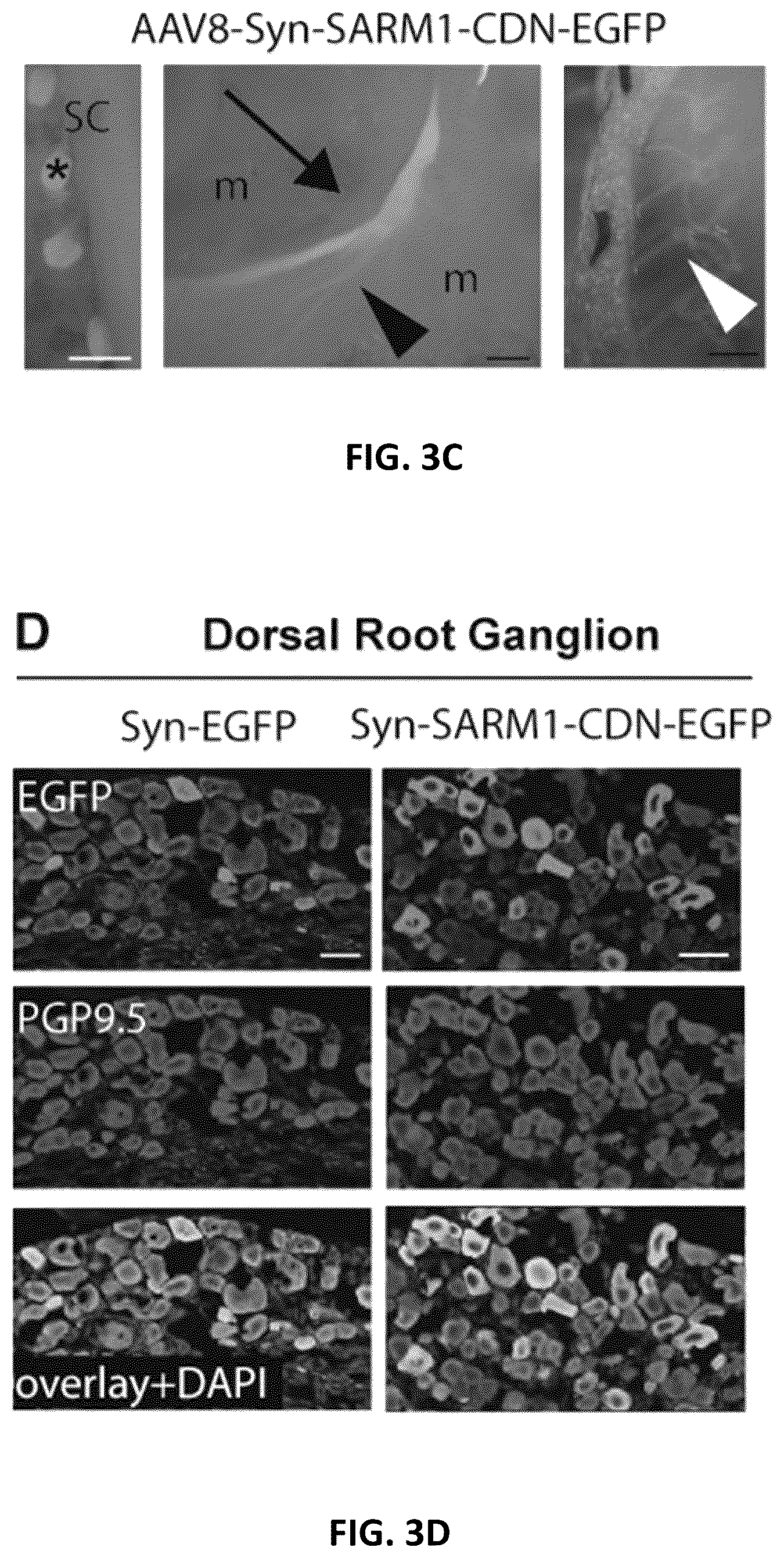 Patent US12576130 Figure 9 – Dominant negative SARM1 molecules comprising a substitution at position 189, 190, 193, 194, 570 and/or 685 of SARM1