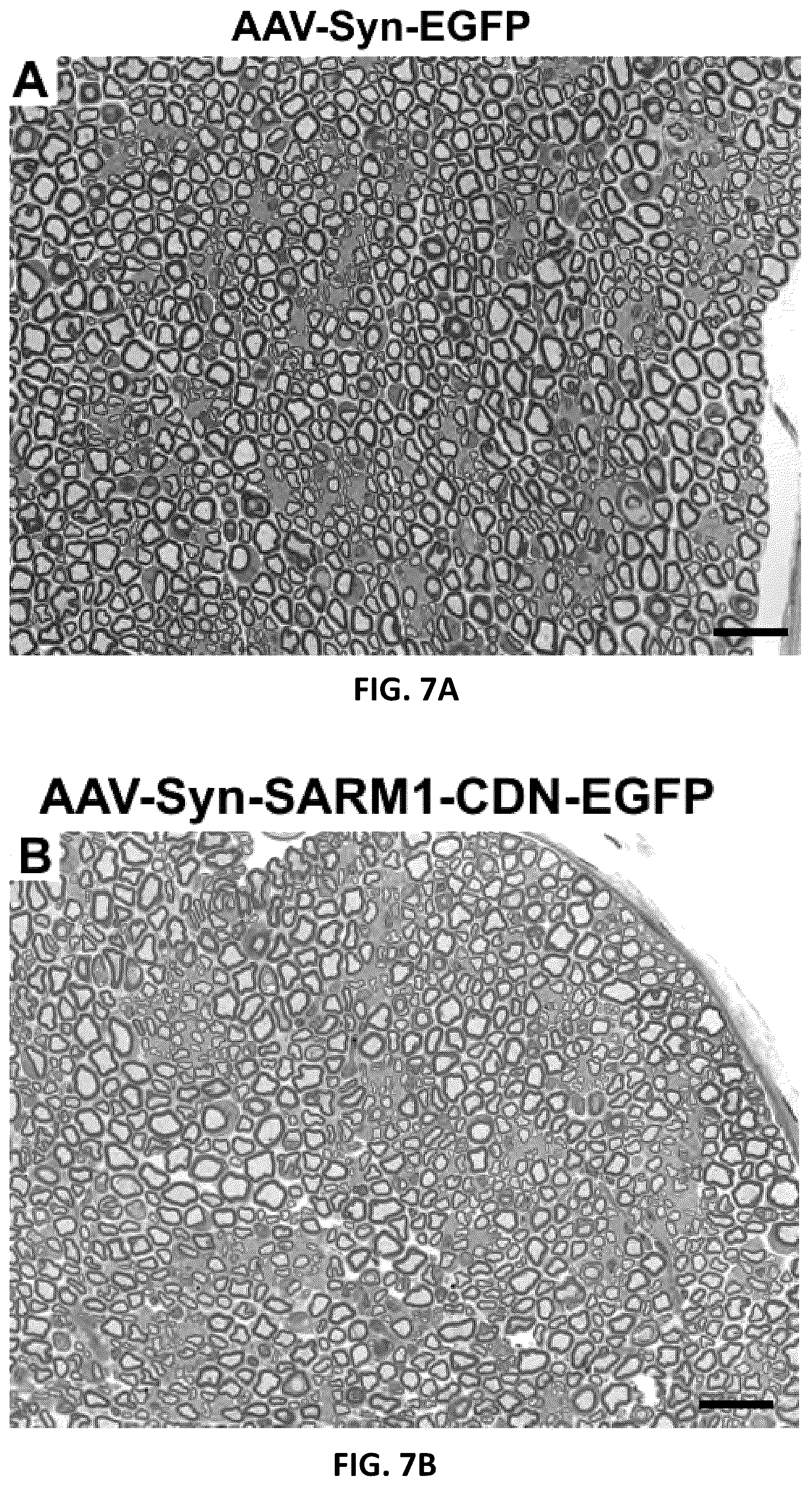 Patent US12576130 Figure 20 – Dominant negative SARM1 molecules comprising a substitution at position 189, 190, 193, 194, 570 and/or 685 of SARM1