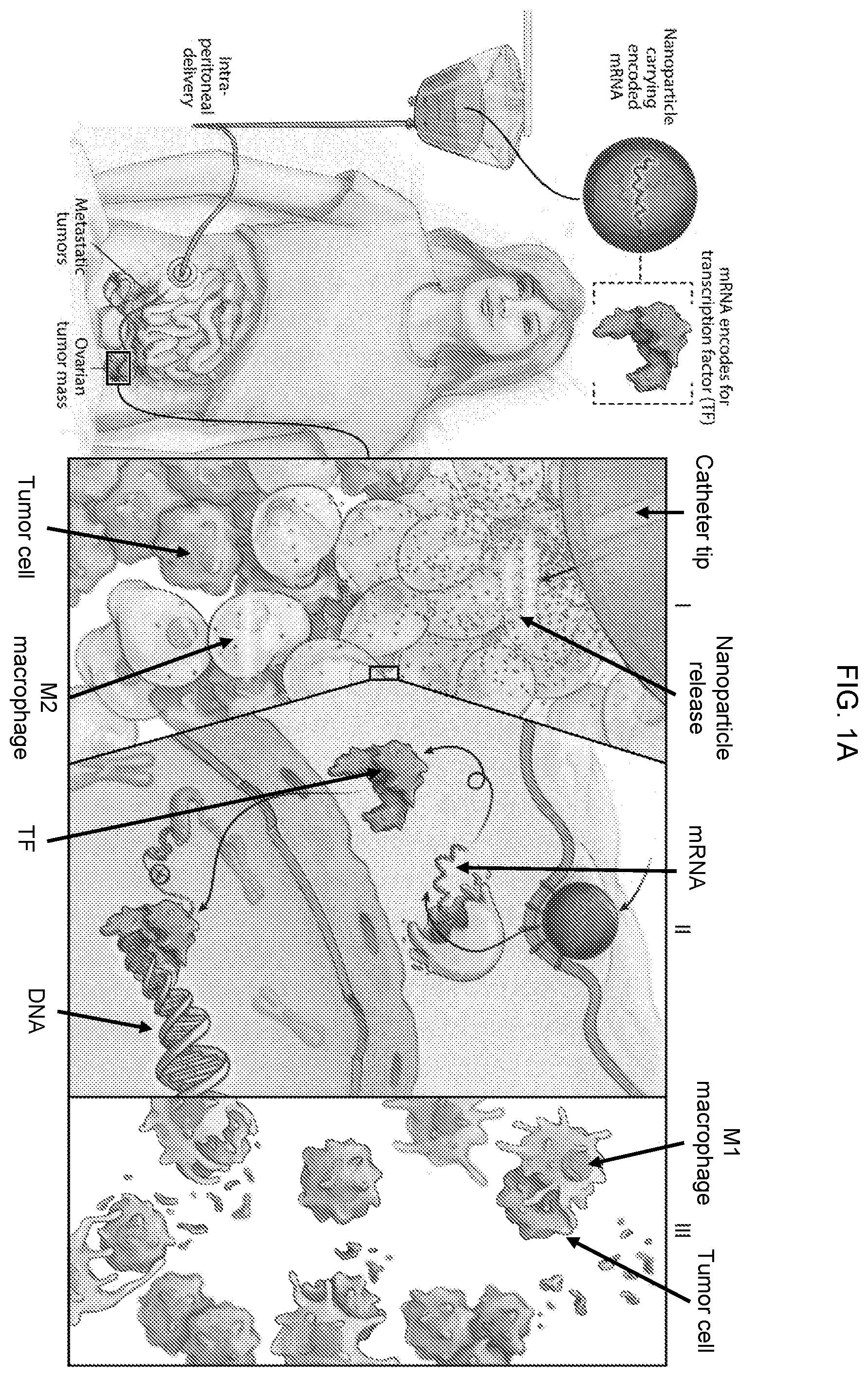 Patent US12576131 Figure 1 – Altering inflammatory states of immune cells in vivo by modulating cellular activation states