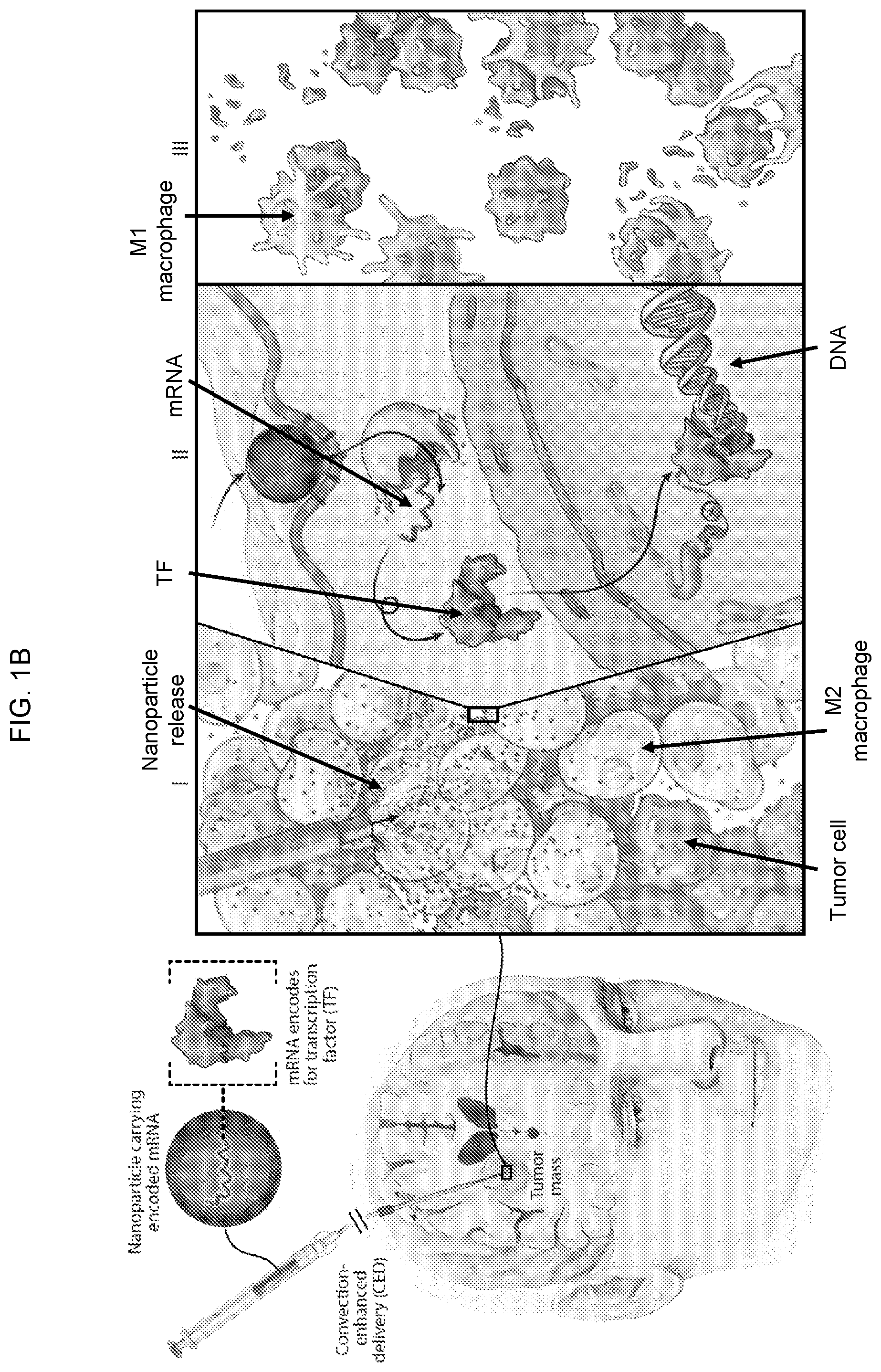 Patent US12576131 Figure 2 – Altering inflammatory states of immune cells in vivo by modulating cellular activation states