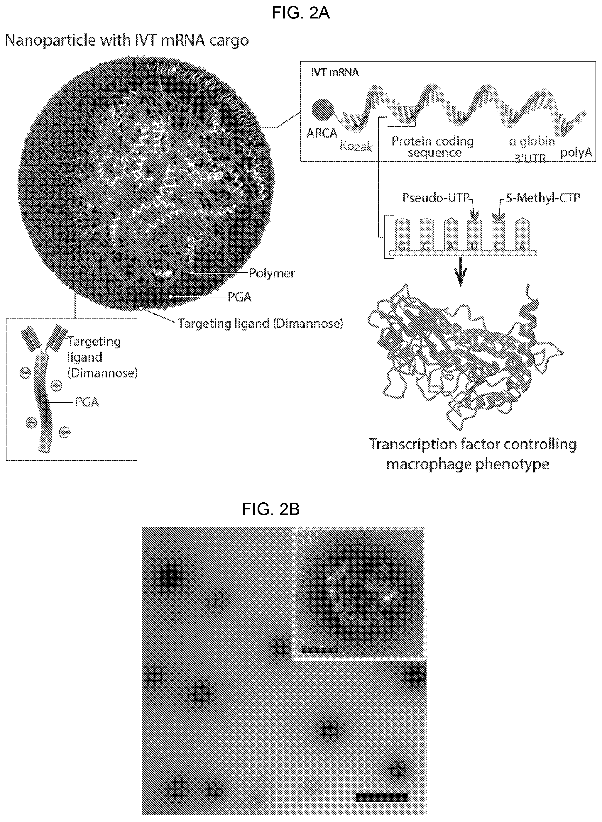 Patent US12576131 Figure 3 – Altering inflammatory states of immune cells in vivo by modulating cellular activation states