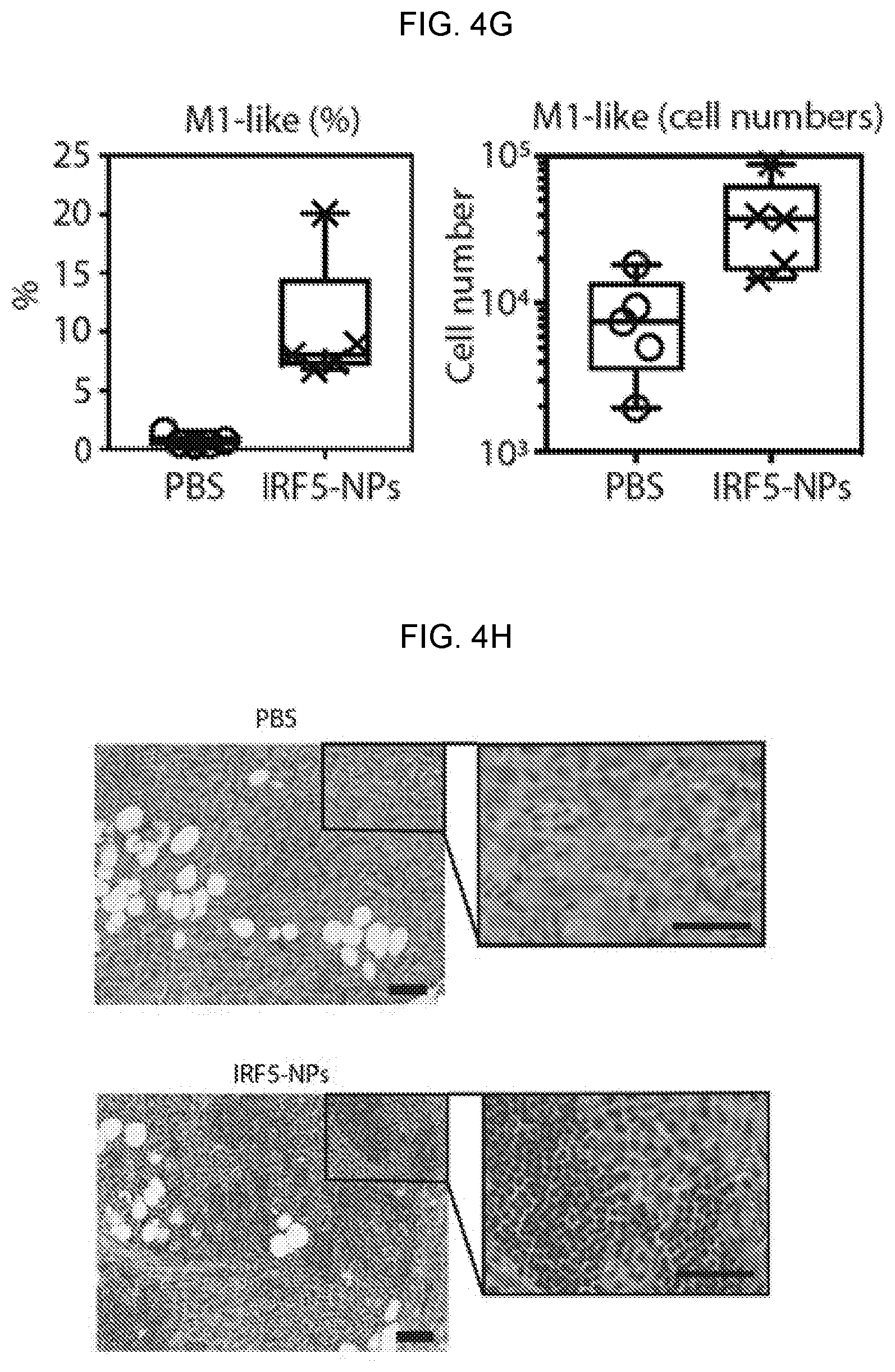Patent US12576131 Figure 13 – Altering inflammatory states of immune cells in vivo by modulating cellular activation states