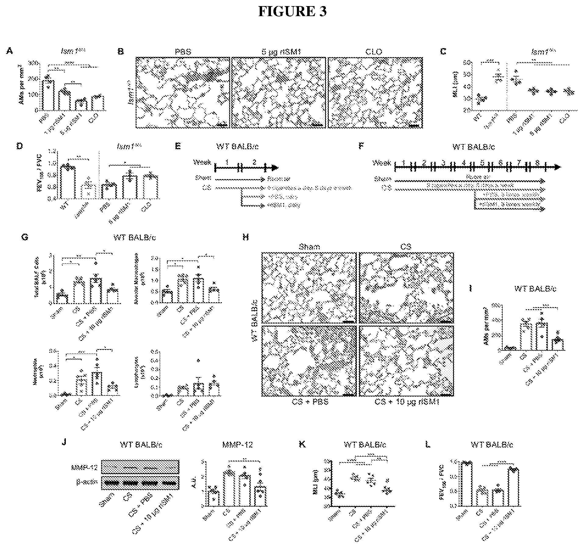 Patent US12576132 Figure 3 – Isthmin 1 for treatment of lung inflammation