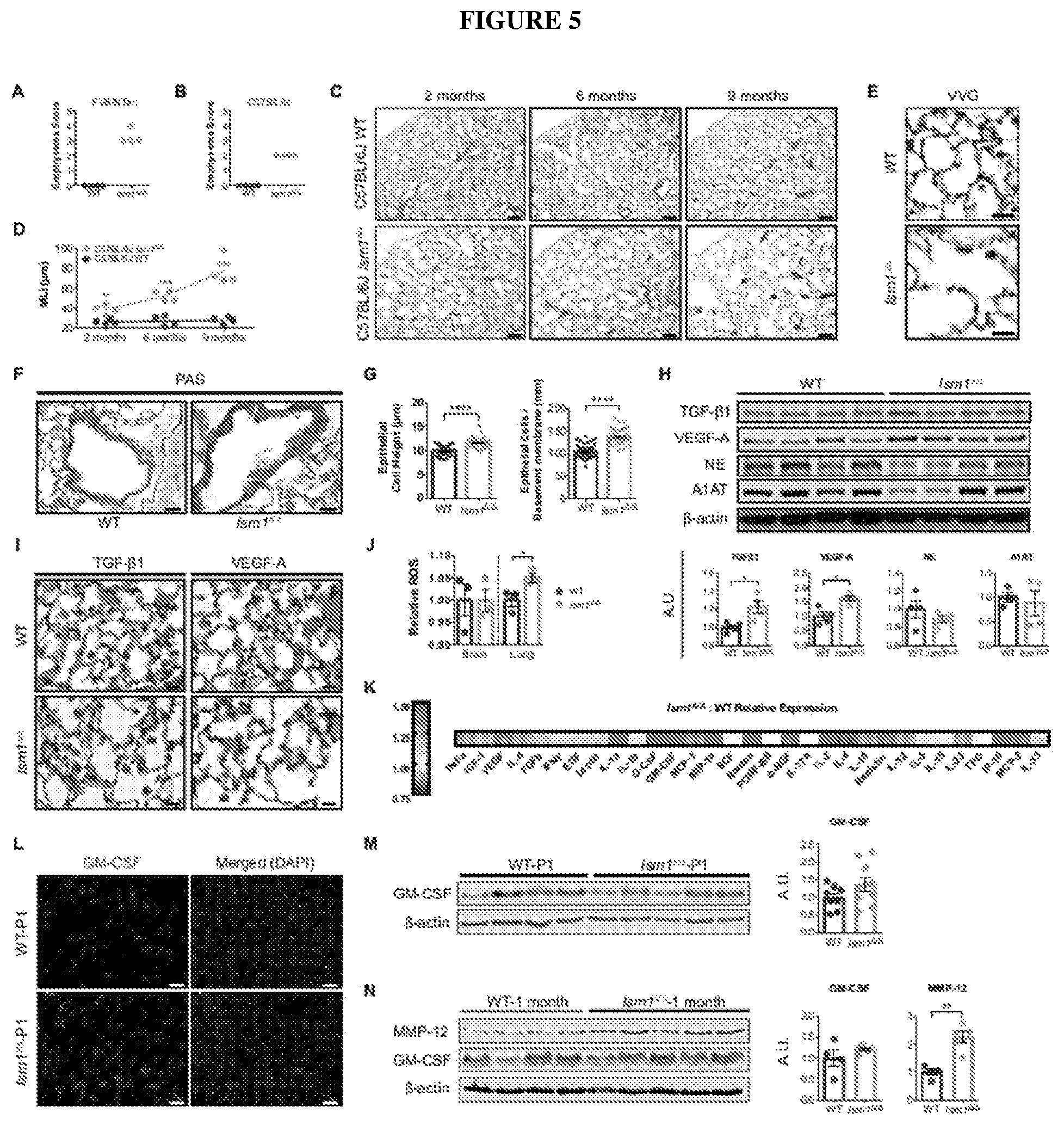 Patent US12576132 Figure 5 – Isthmin 1 for treatment of lung inflammation