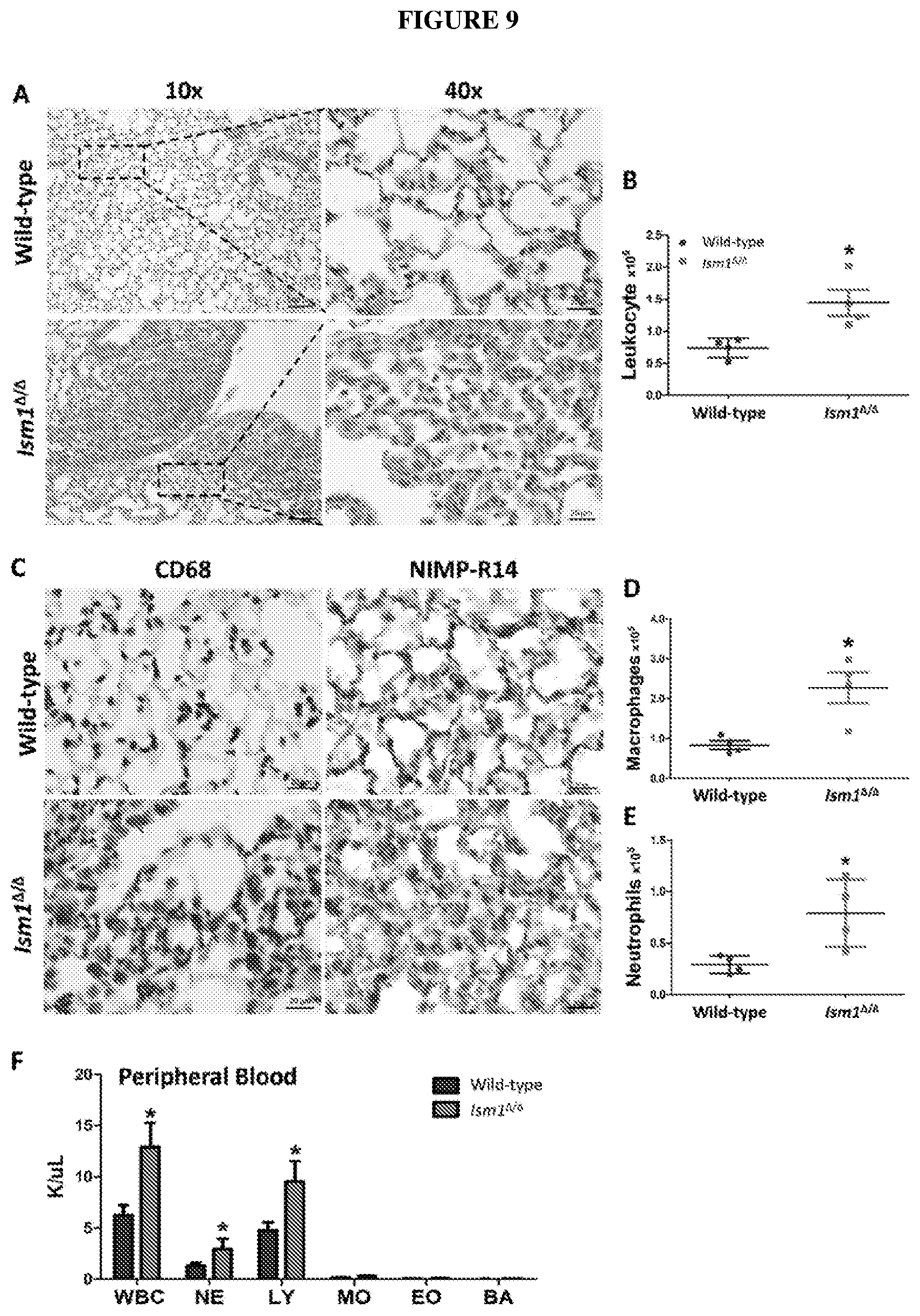 Patent US12576132 Figure 9 – Isthmin 1 for treatment of lung inflammation