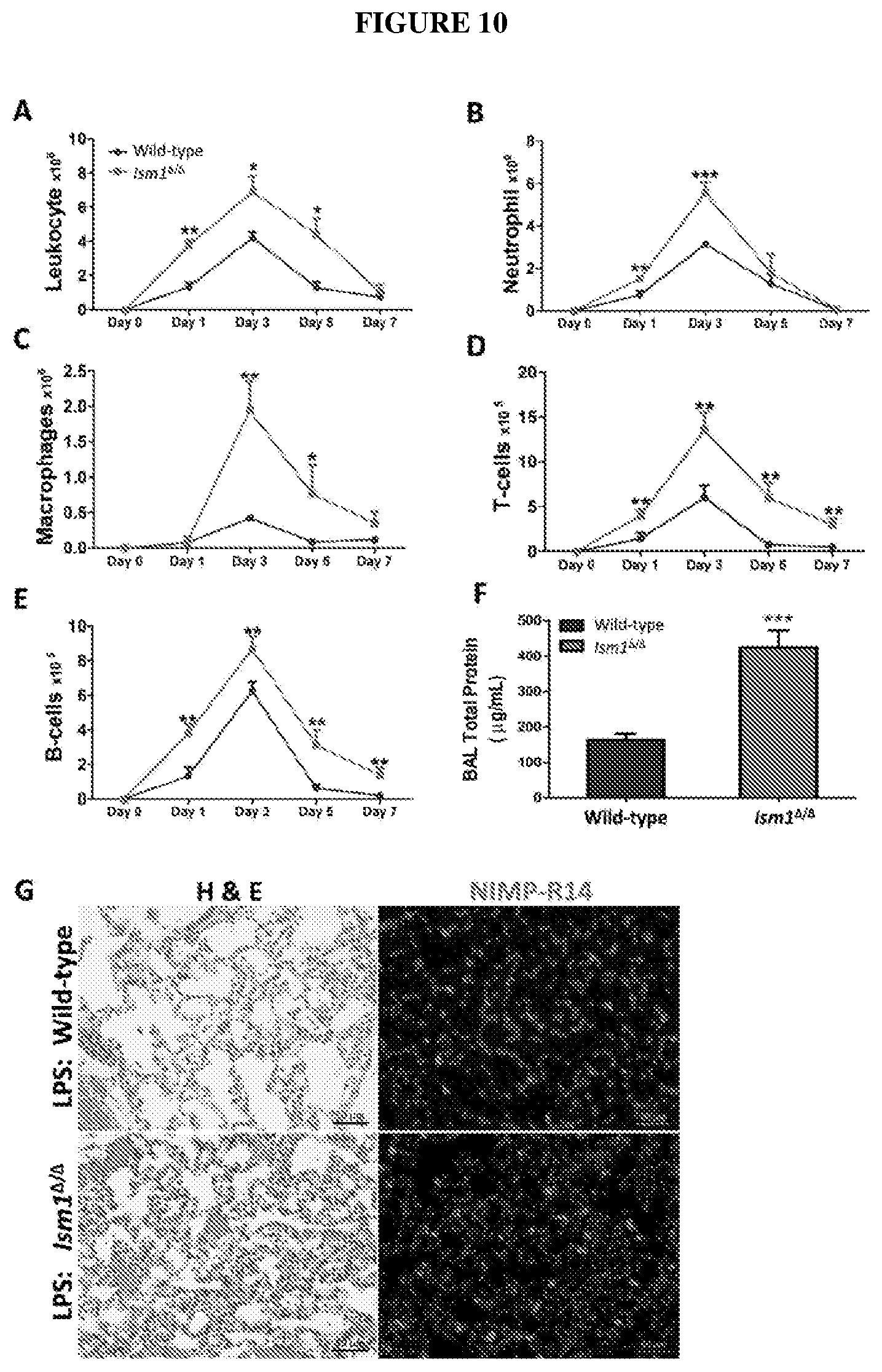 Patent US12576132 Figure 10 – Isthmin 1 for treatment of lung inflammation