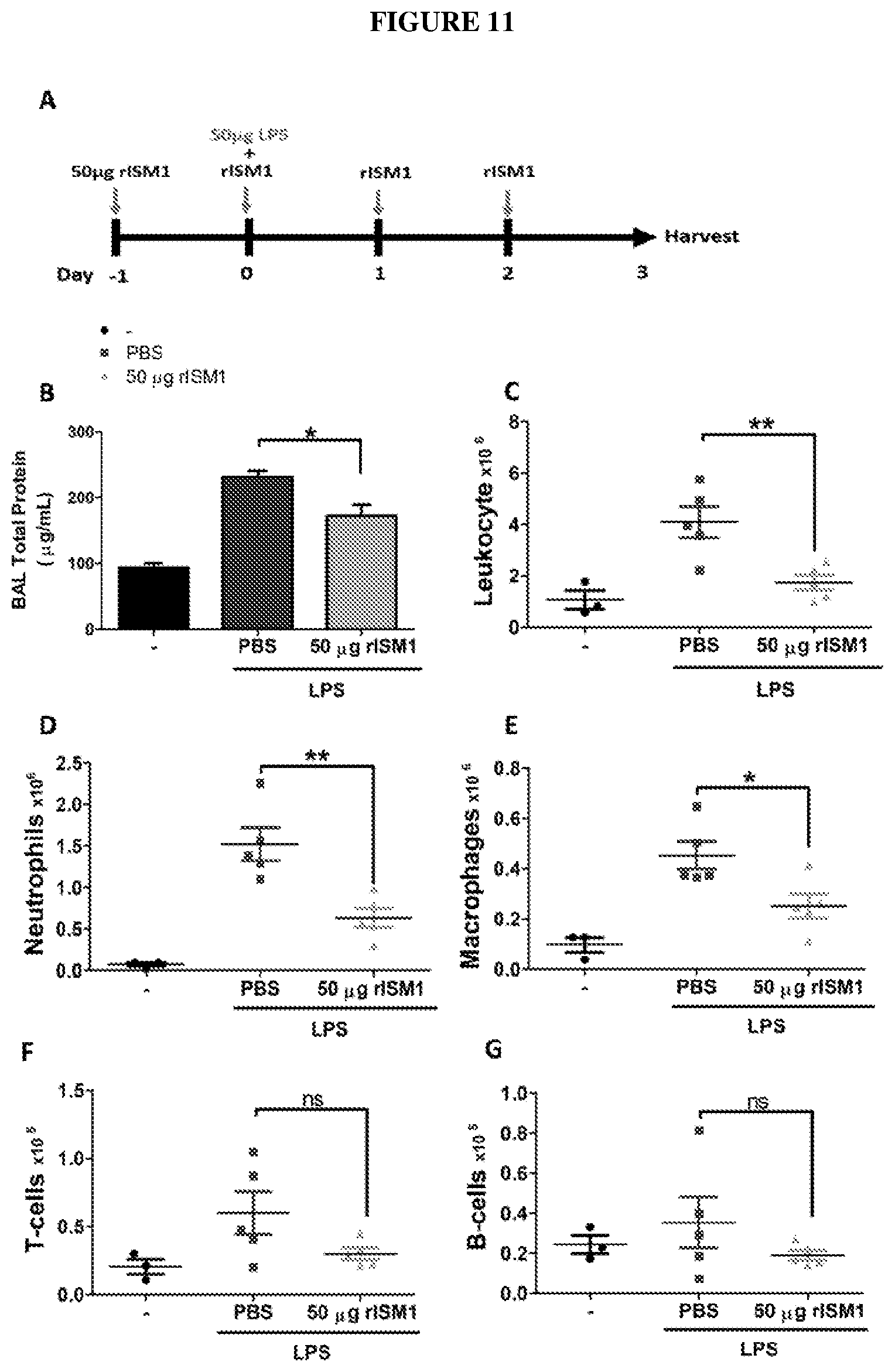 Patent US12576132 Figure 11 – Isthmin 1 for treatment of lung inflammation