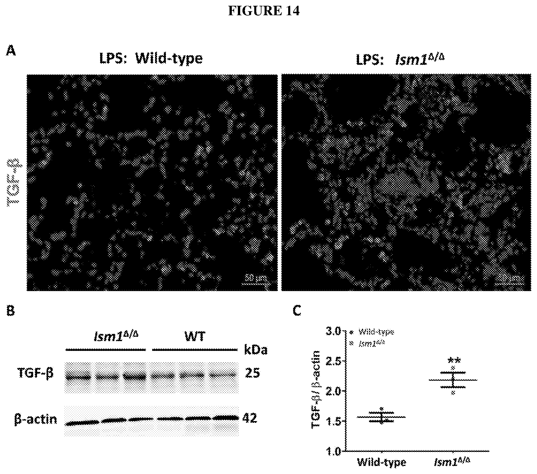Patent US12576132 Figure 14 – Isthmin 1 for treatment of lung inflammation