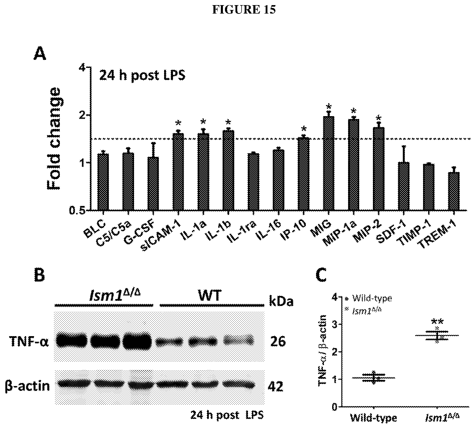 Patent US12576132 Figure 15 – Isthmin 1 for treatment of lung inflammation