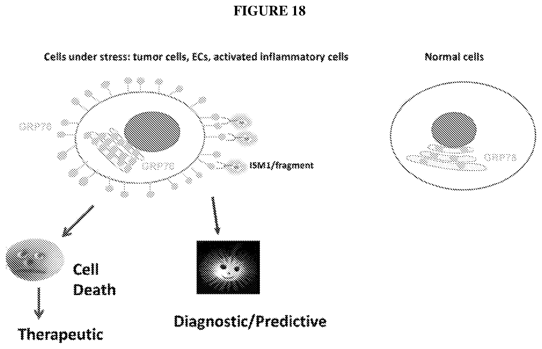 Patent US12576132 Figure 18 – Isthmin 1 for treatment of lung inflammation