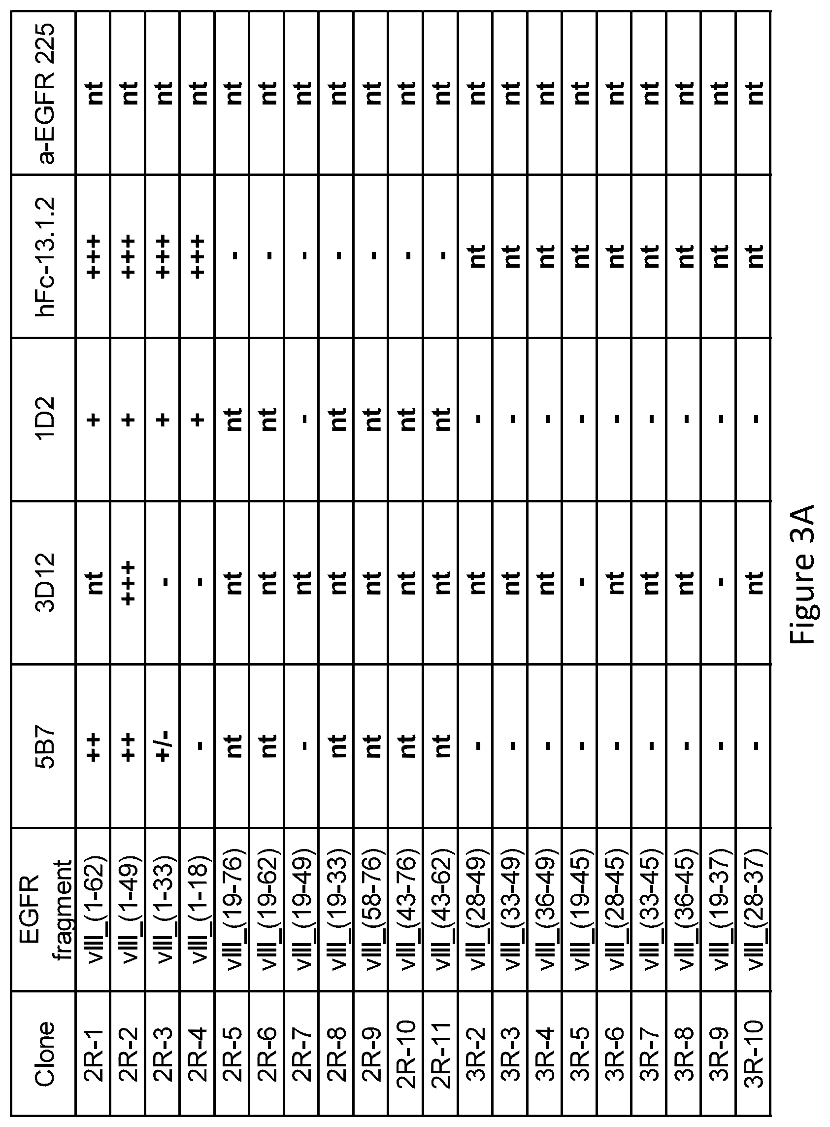 Patent US12576133 Figure 5 – Antigen-binding agents that specifically bind epidermal growth factor receptor variant III