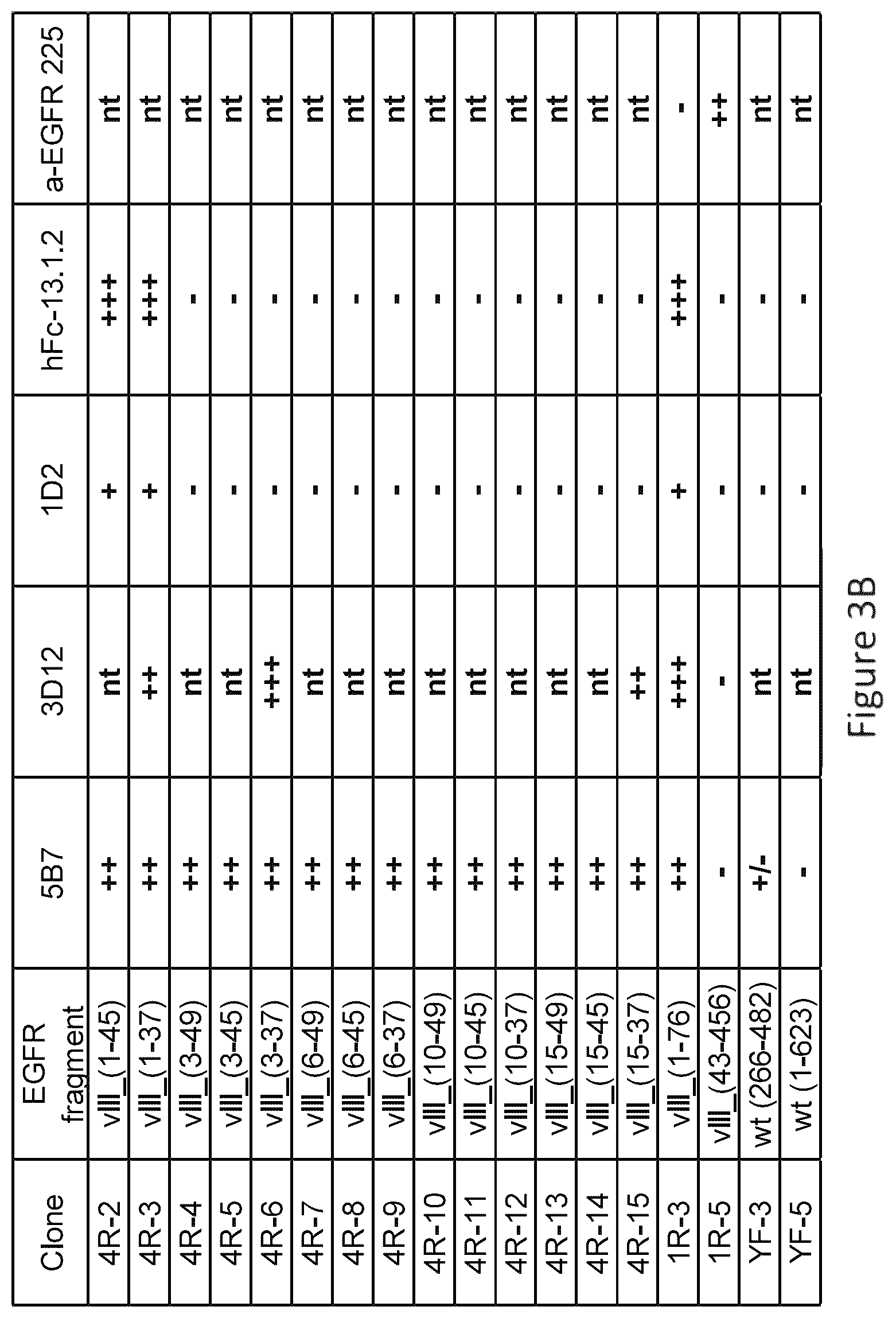 Patent US12576133 Figure 6 – Antigen-binding agents that specifically bind epidermal growth factor receptor variant III