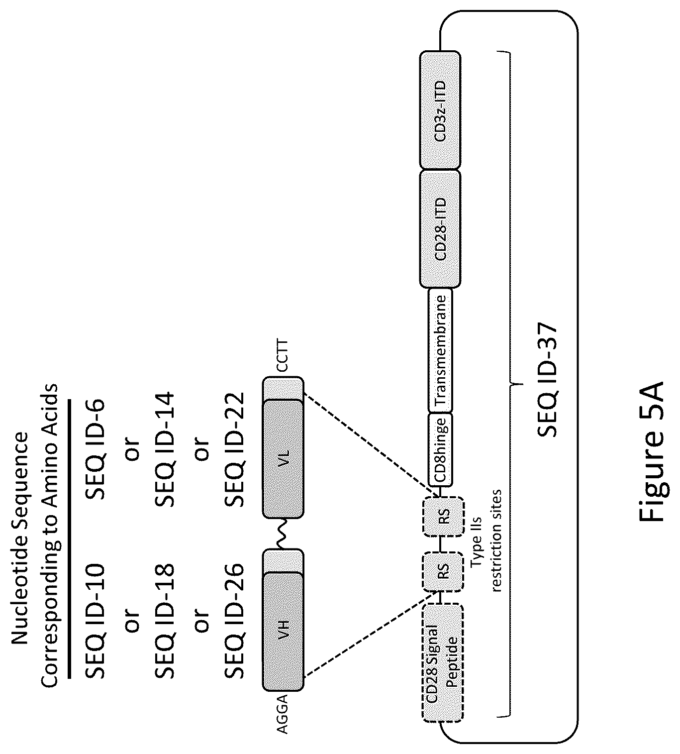 Patent US12576133 Figure 8 – Antigen-binding agents that specifically bind epidermal growth factor receptor variant III