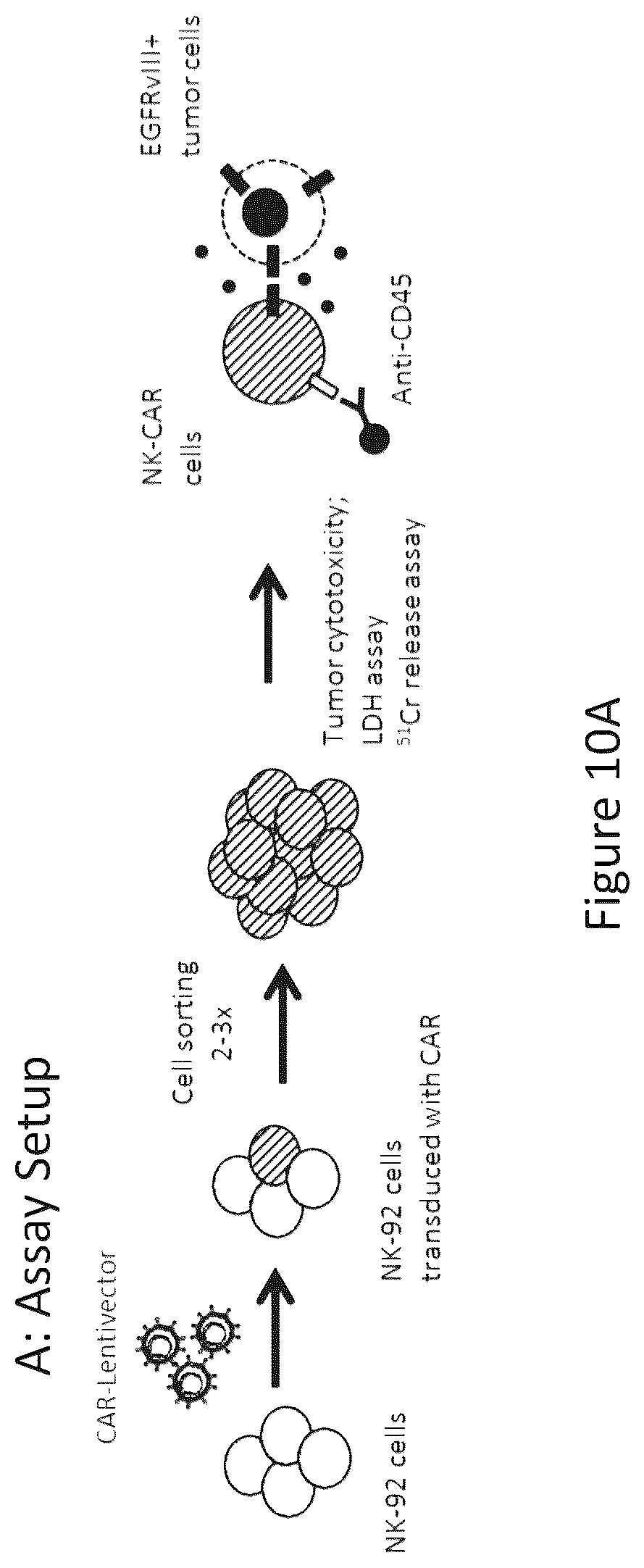 Patent US12576133 Figure 15 – Antigen-binding agents that specifically bind epidermal growth factor receptor variant III