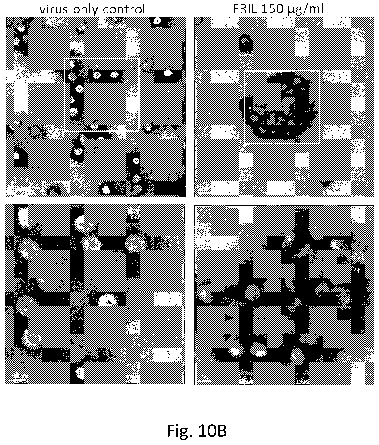 Patent US12576134 Figure 13 – Antiviral lectin and uses thereof