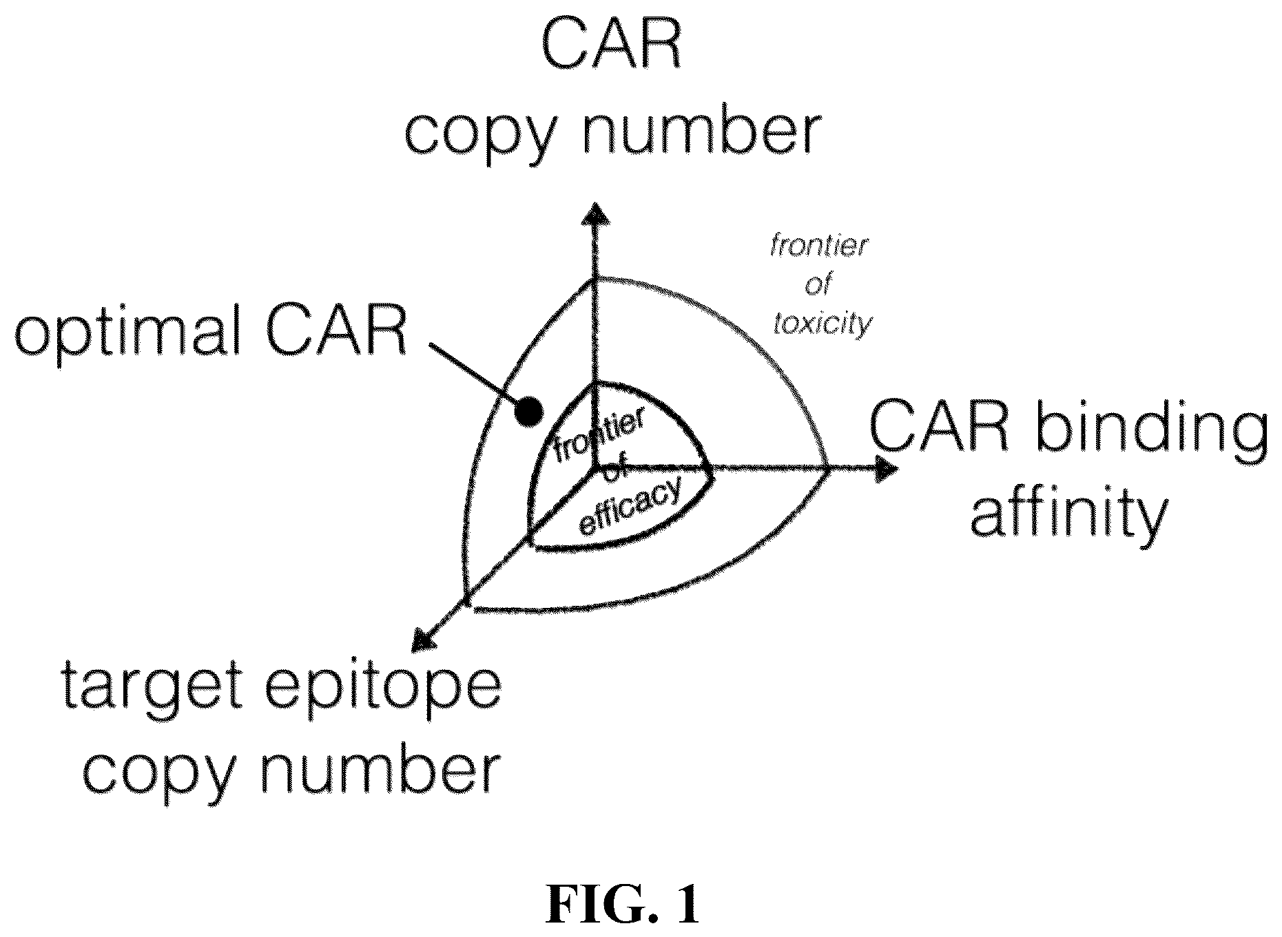 Patent US12576135 Figure 1 – Compositions and methods for anti-TnMUC1 gold CAR t-cells