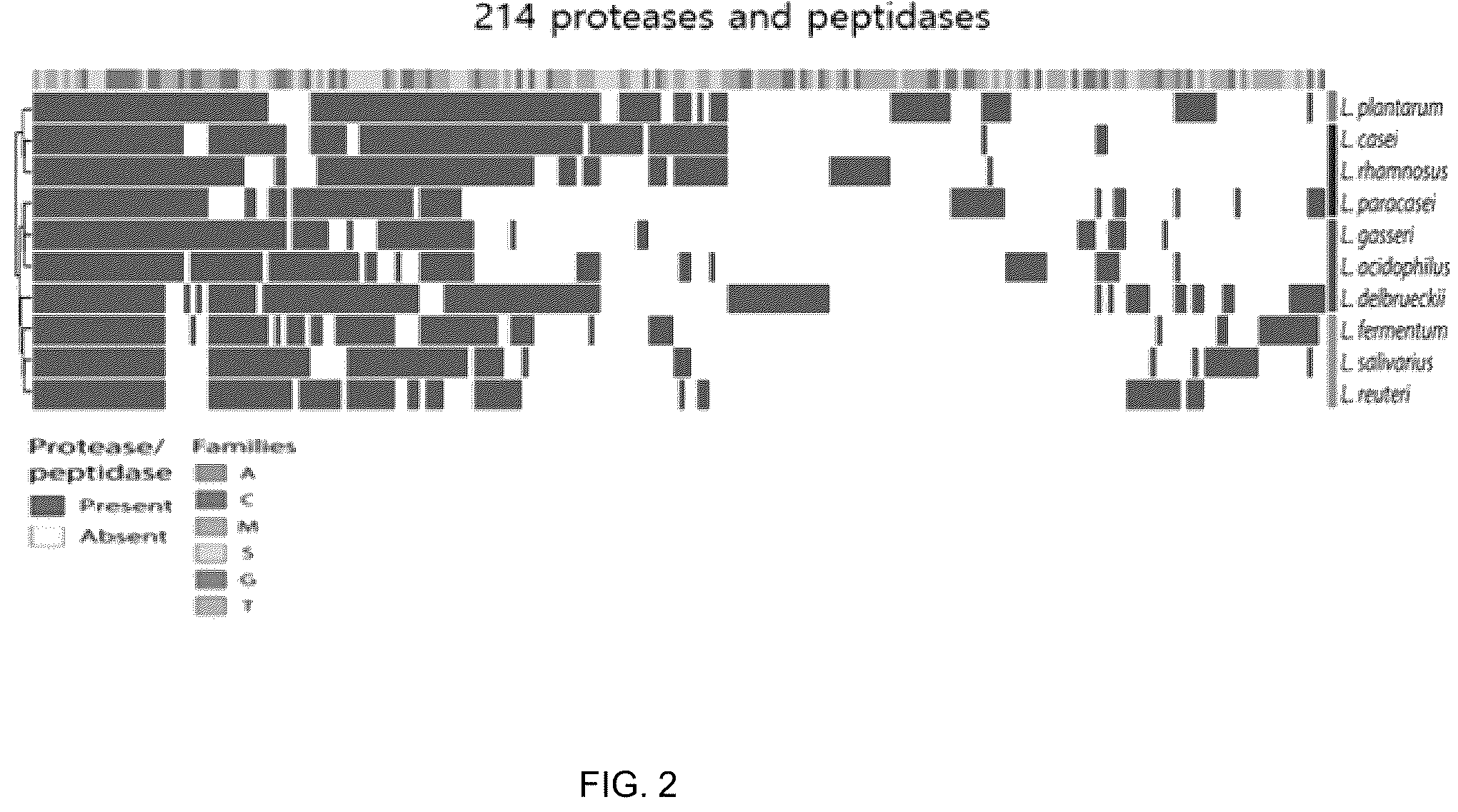 Patent US12576137 Figure 2 – Collagen hydrolysate comprising GPCR ligand peptide
