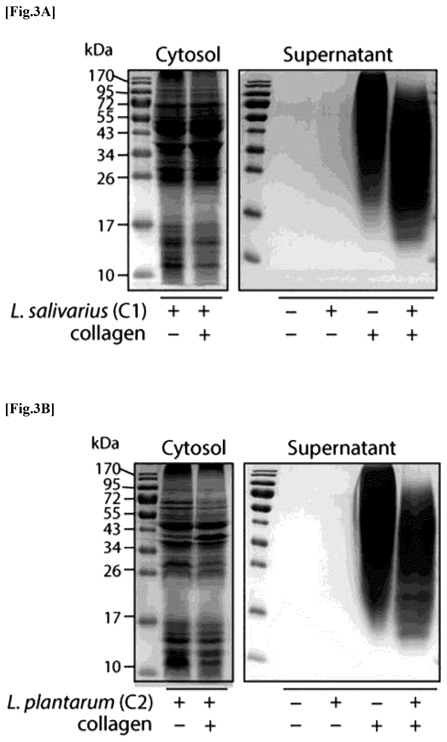 Patent US12576137 Figure 3 – Collagen hydrolysate comprising GPCR ligand peptide