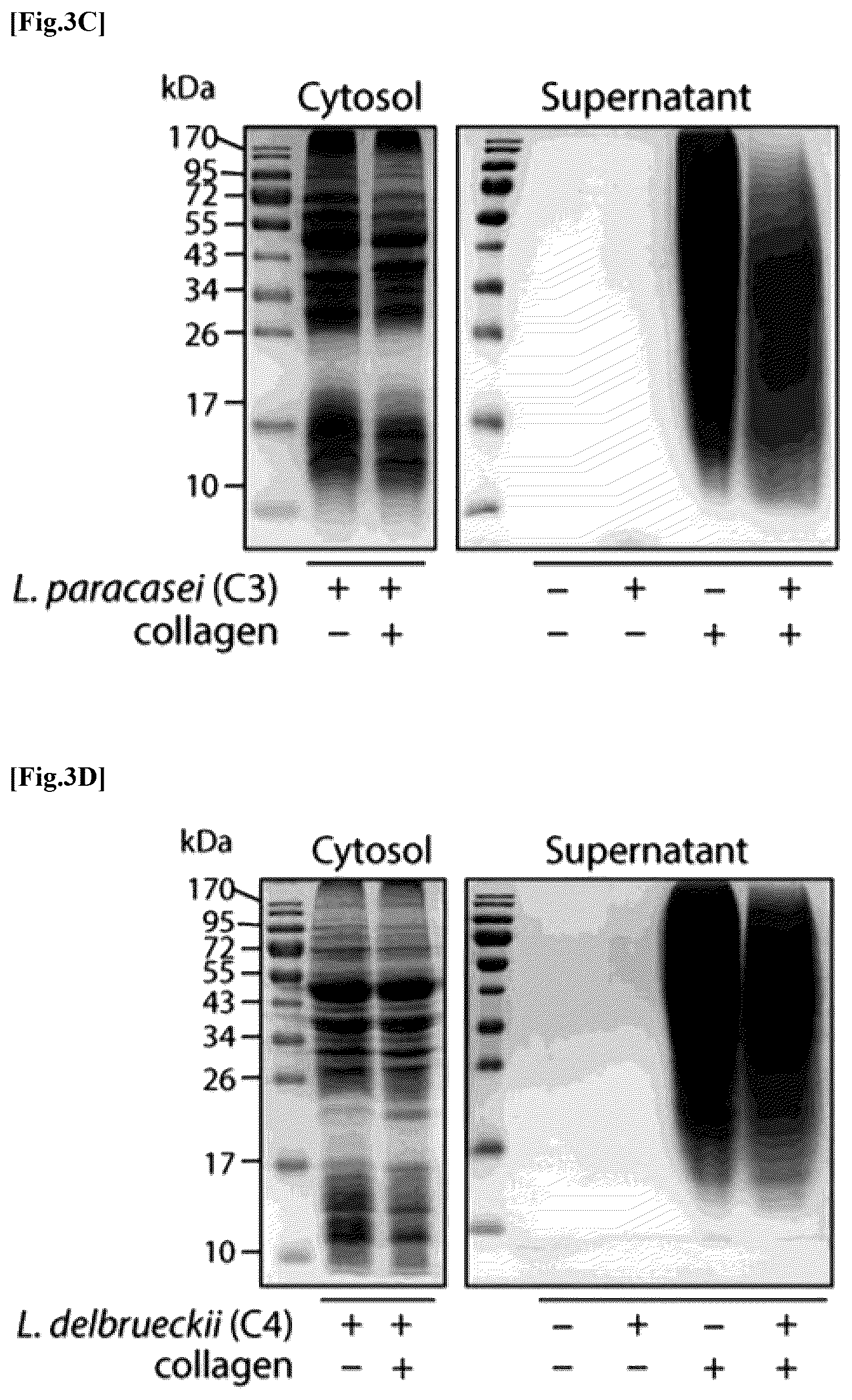 Patent US12576137 Figure 4 – Collagen hydrolysate comprising GPCR ligand peptide
