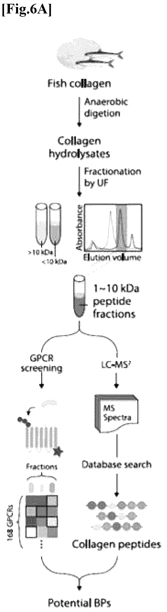 Patent US12576137 Figure 9 – Collagen hydrolysate comprising GPCR ligand peptide