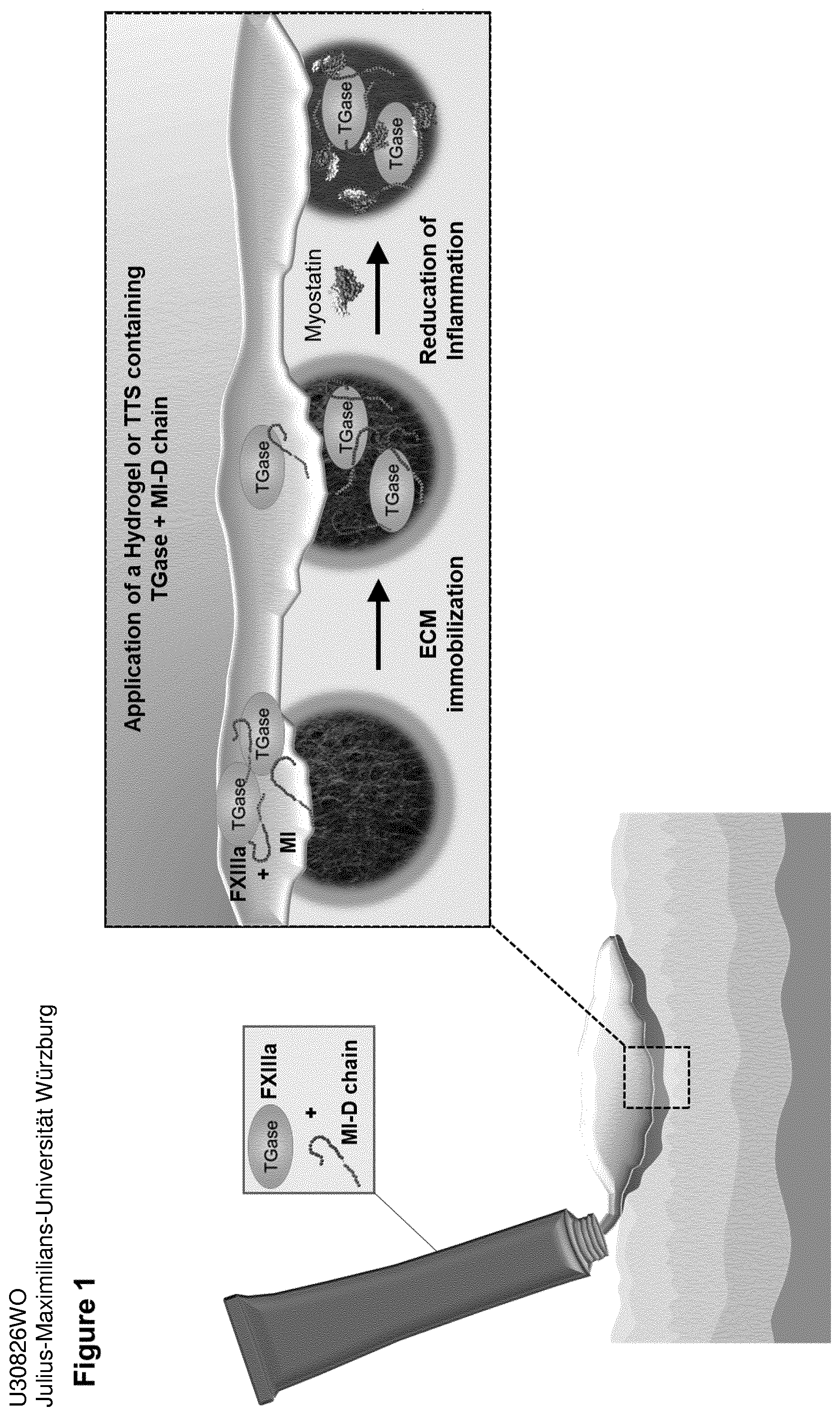 Patent US12576138 Figure 1 – Compounds and methods for the immobilization of myostatin-inhibitors on the extracellular matrix by transglutaminase
