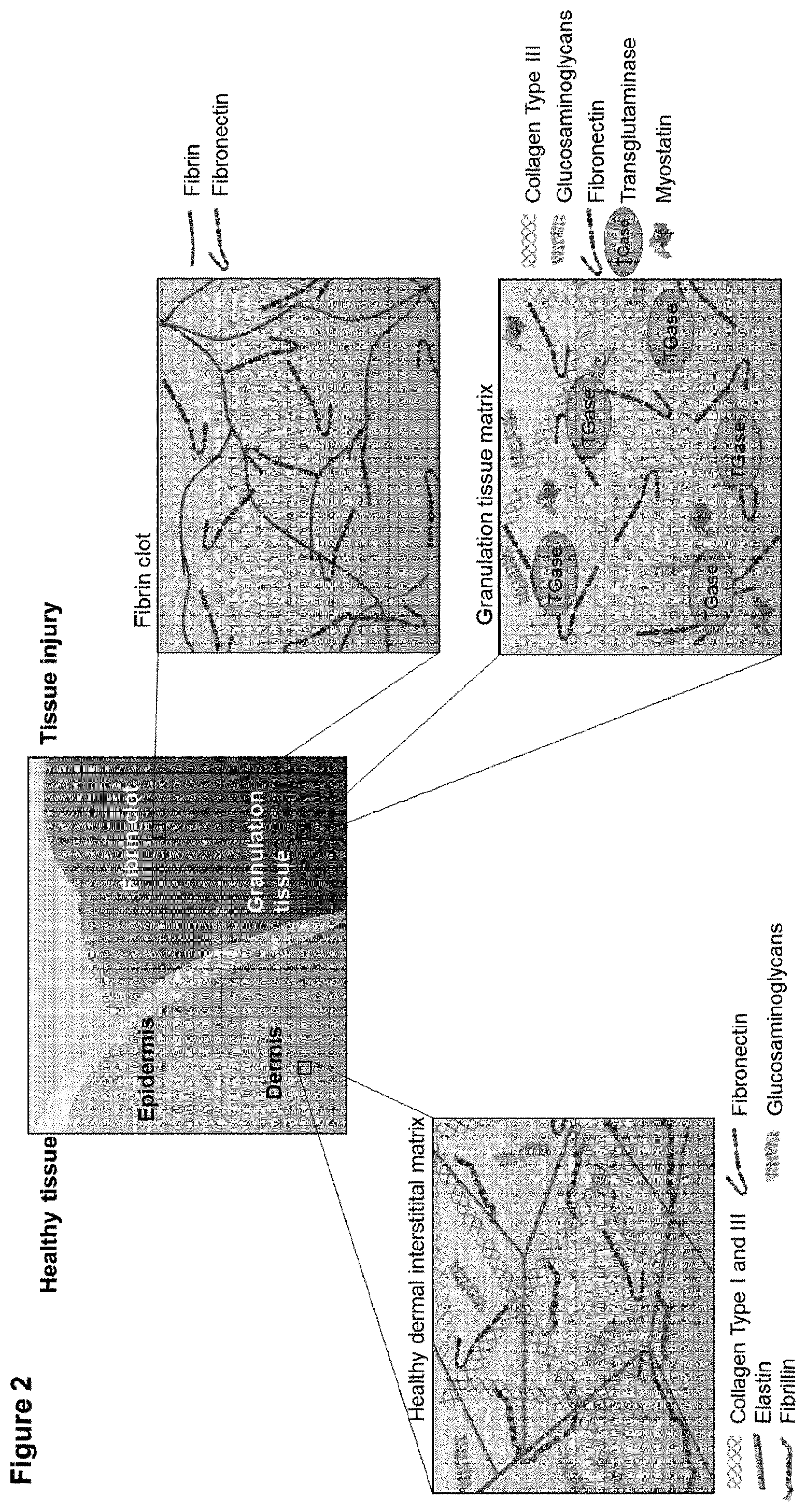 Patent US12576138 Figure 2 – Compounds and methods for the immobilization of myostatin-inhibitors on the extracellular matrix by transglutaminase