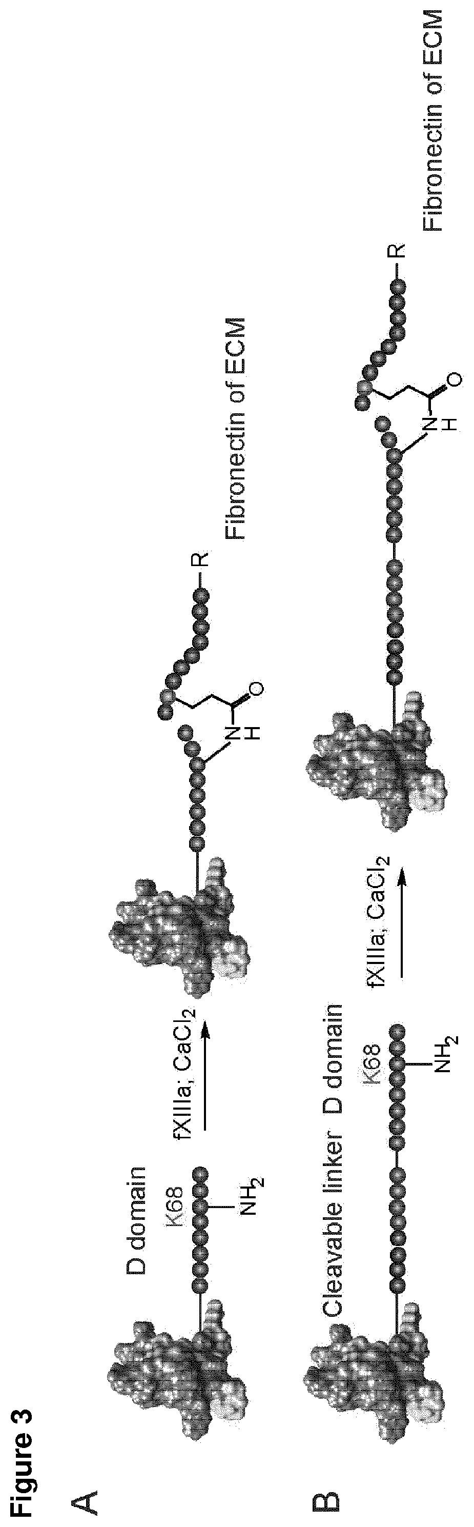 Patent US12576138 Figure 3 – Compounds and methods for the immobilization of myostatin-inhibitors on the extracellular matrix by transglutaminase