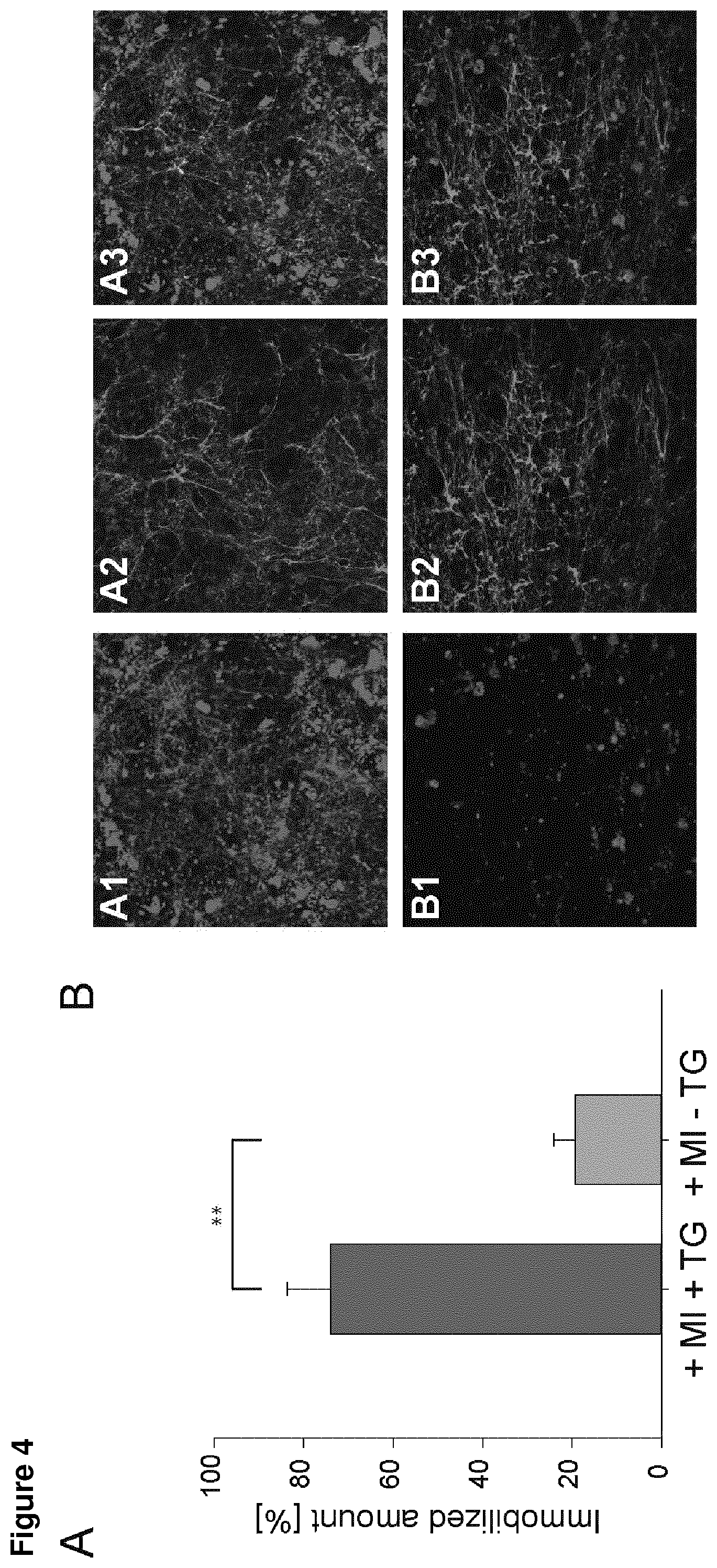 Patent US12576138 Figure 4 – Compounds and methods for the immobilization of myostatin-inhibitors on the extracellular matrix by transglutaminase