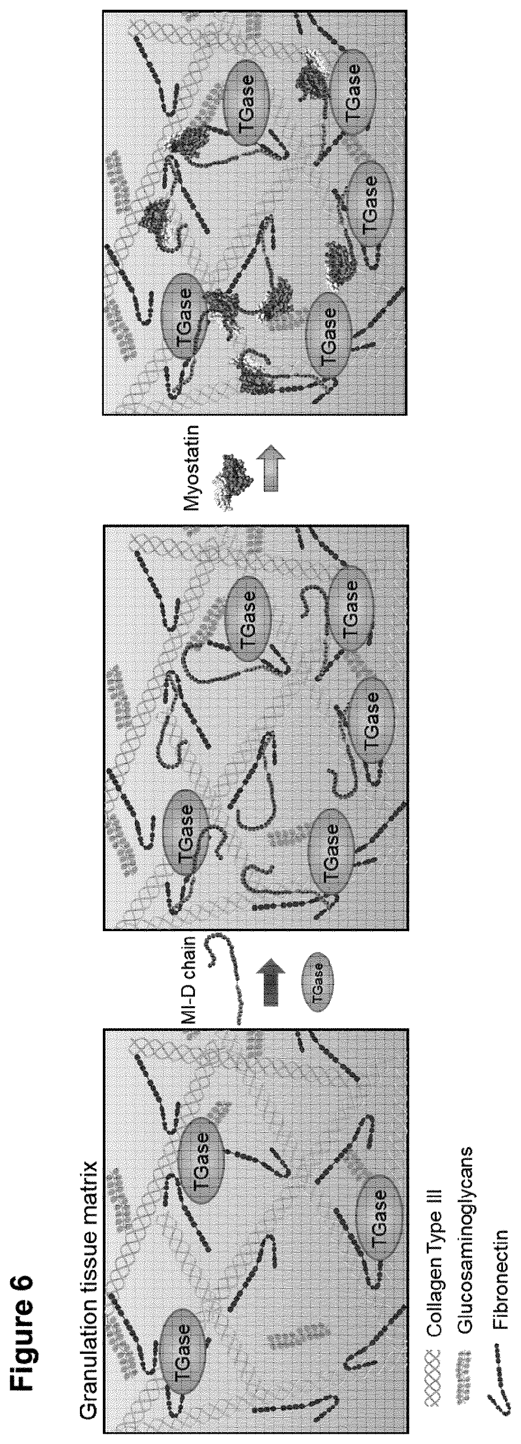 Patent US12576138 Figure 8 – Compounds and methods for the immobilization of myostatin-inhibitors on the extracellular matrix by transglutaminase