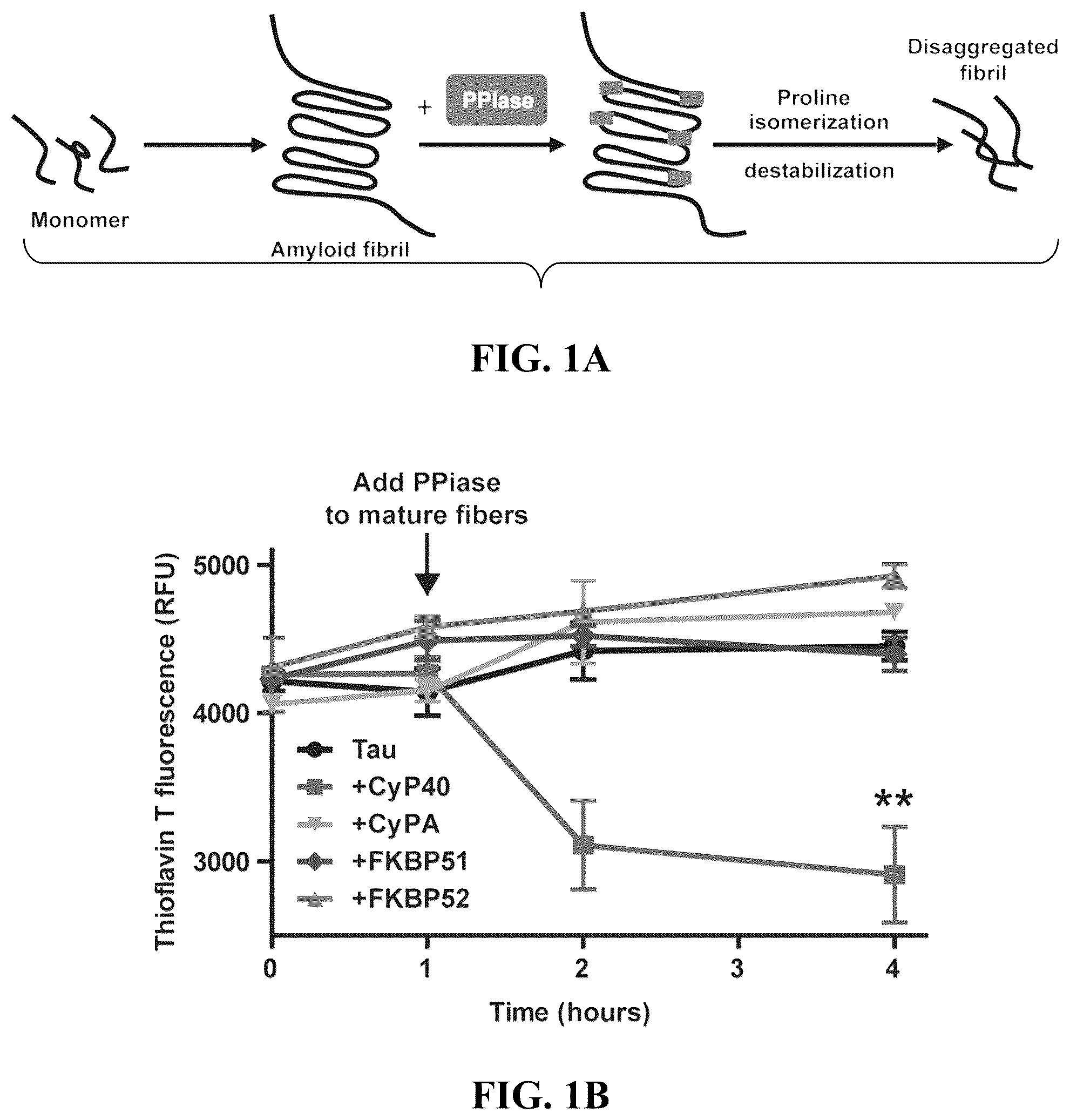 Patent US12576140 Figure 1 – Cyclophilin 40 for reduction of neurotoxic fibrils and treatment of neurodegenerative diseases