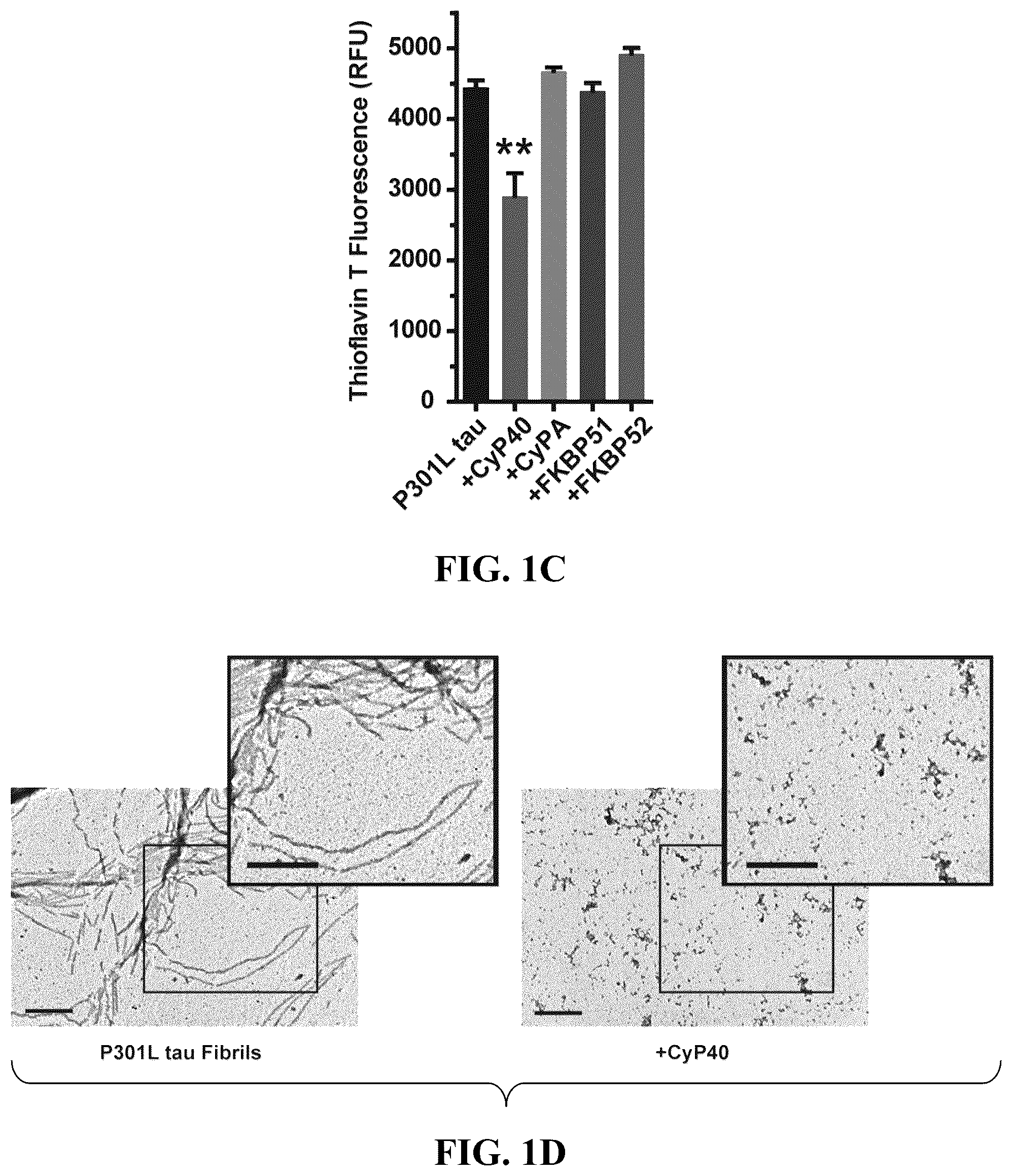 Patent US12576140 Figure 2 – Cyclophilin 40 for reduction of neurotoxic fibrils and treatment of neurodegenerative diseases