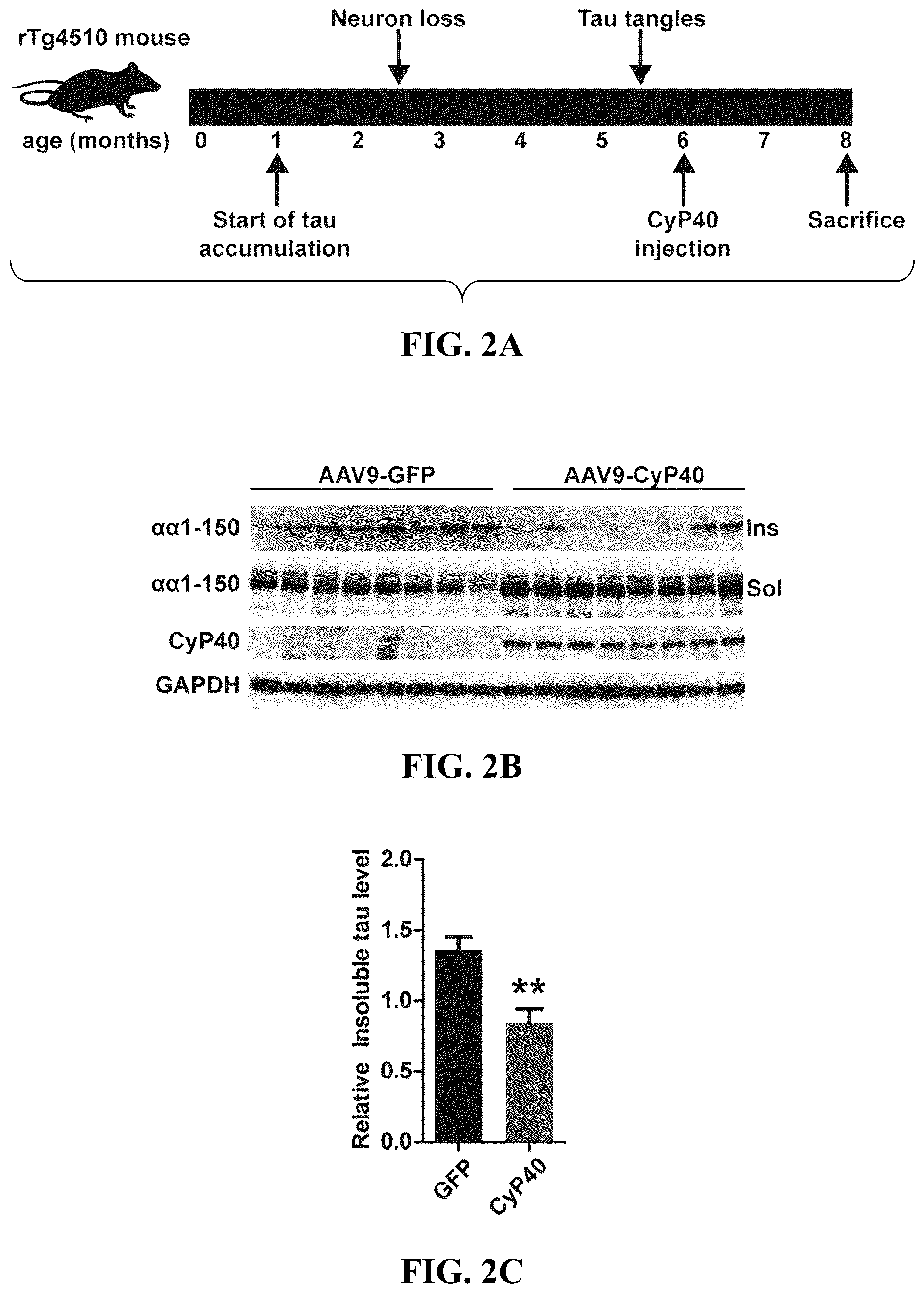 Patent US12576140 Figure 3 – Cyclophilin 40 for reduction of neurotoxic fibrils and treatment of neurodegenerative diseases