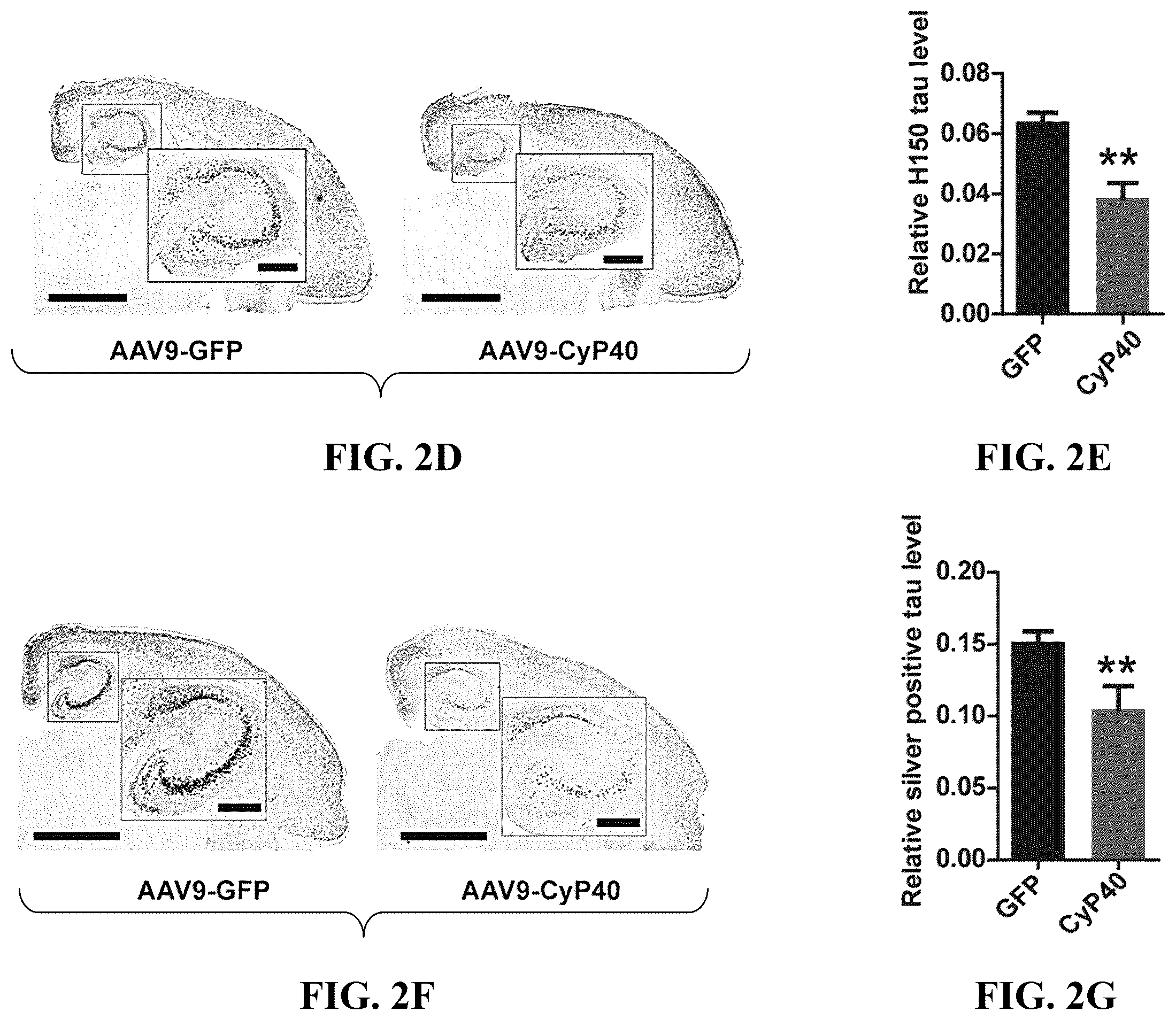 Patent US12576140 Figure 4 – Cyclophilin 40 for reduction of neurotoxic fibrils and treatment of neurodegenerative diseases