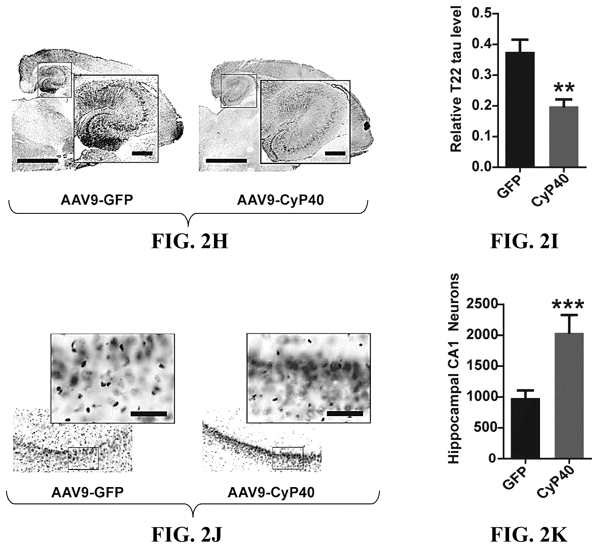 Patent US12576140 Figure 5 – Cyclophilin 40 for reduction of neurotoxic fibrils and treatment of neurodegenerative diseases