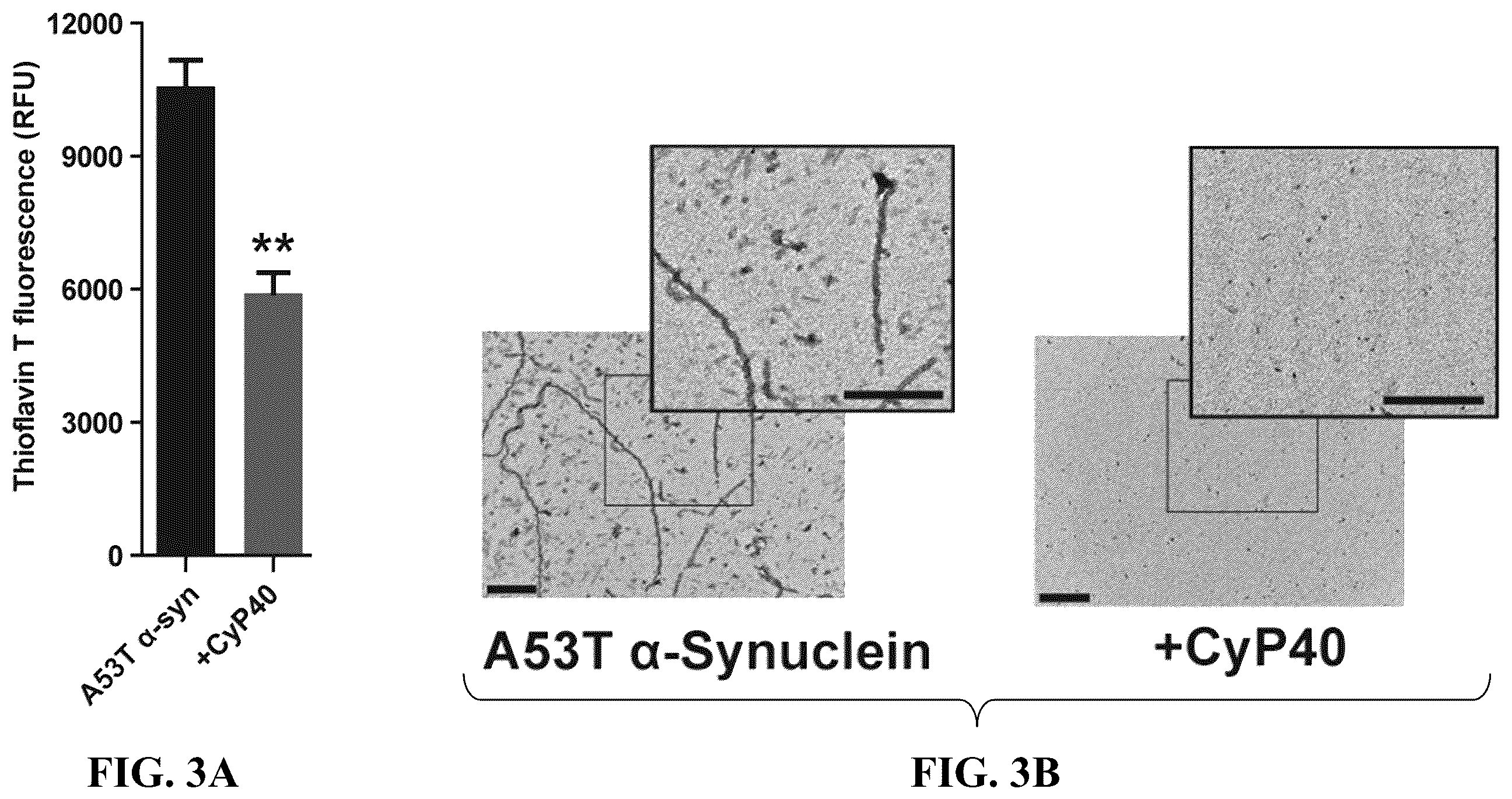 Patent US12576140 Figure 6 – Cyclophilin 40 for reduction of neurotoxic fibrils and treatment of neurodegenerative diseases