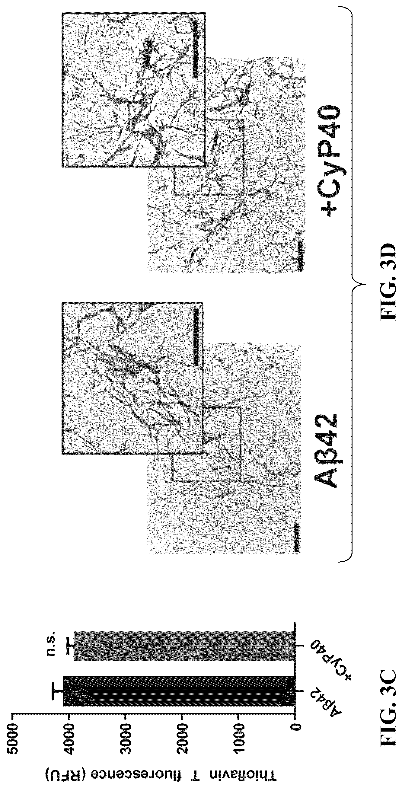 Patent US12576140 Figure 7 – Cyclophilin 40 for reduction of neurotoxic fibrils and treatment of neurodegenerative diseases