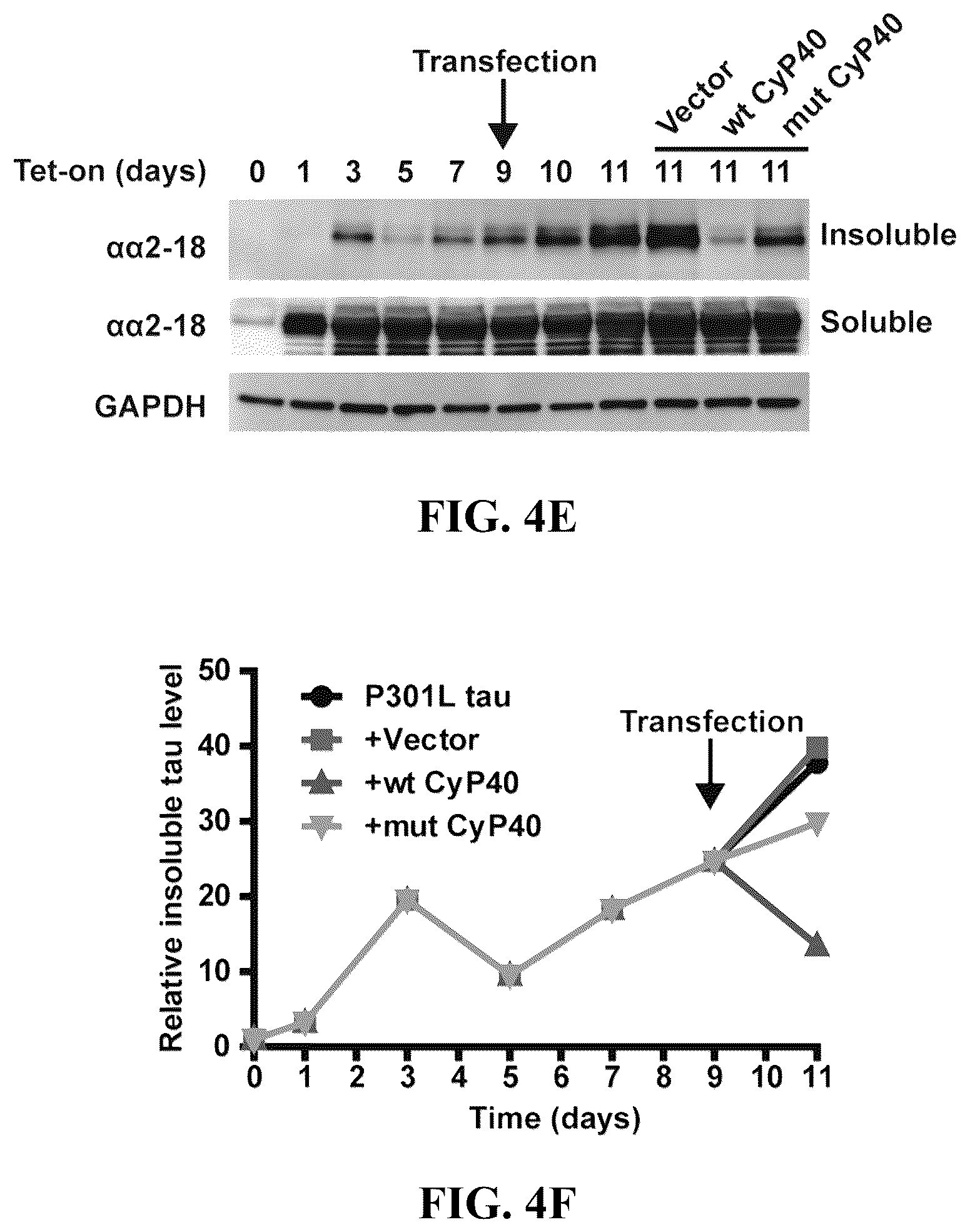 Patent US12576140 Figure 11 – Cyclophilin 40 for reduction of neurotoxic fibrils and treatment of neurodegenerative diseases