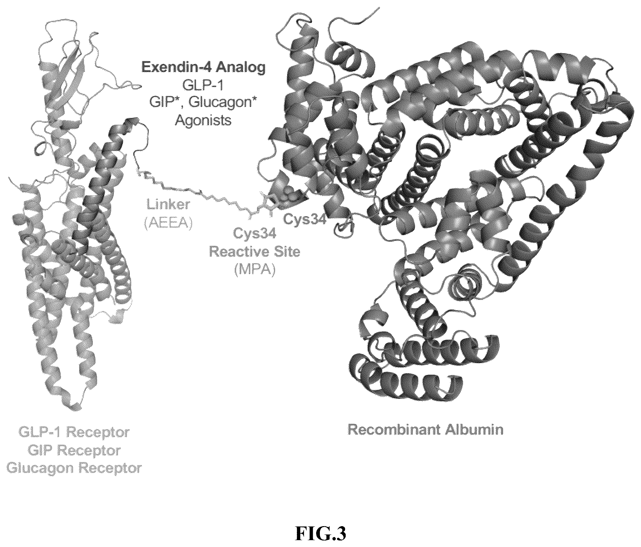 Patent US12576141 Figure 3 – Albumin bound macromolecule tri-agonist activating GLP-1/GIP/glucagon receptors