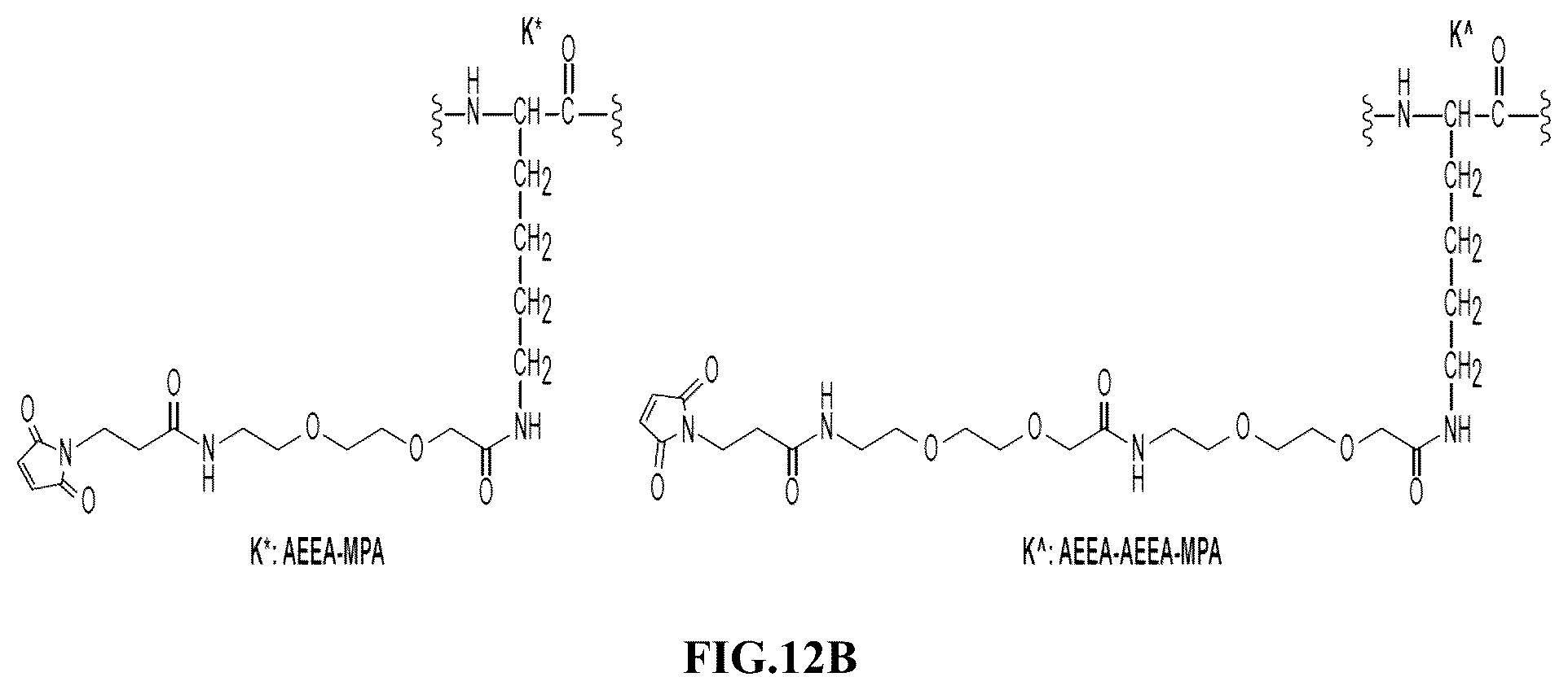 Patent US12576141 Figure 13 – Albumin bound macromolecule tri-agonist activating GLP-1/GIP/glucagon receptors