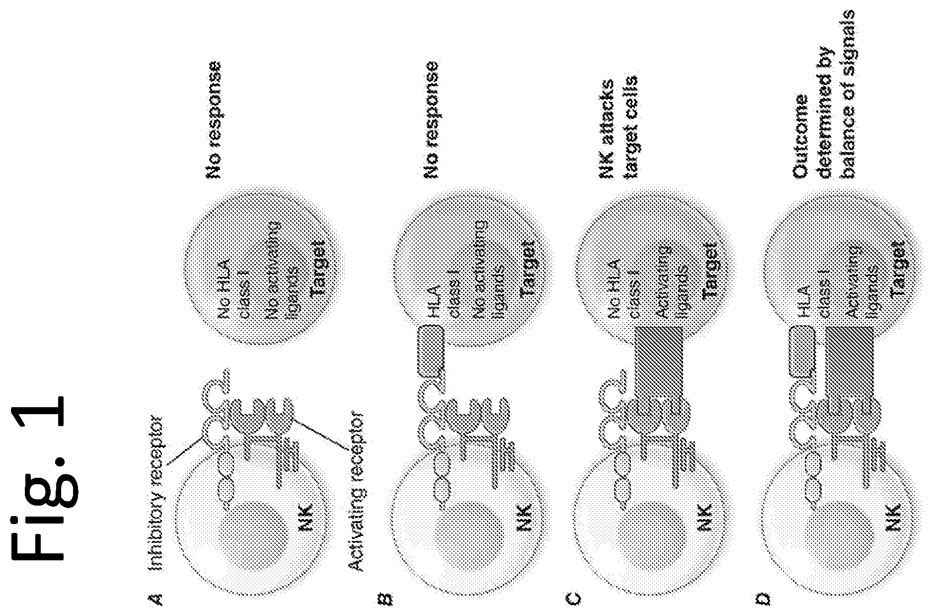 Patent US12576142 Figure 1 – Universal donor cells and related methods
