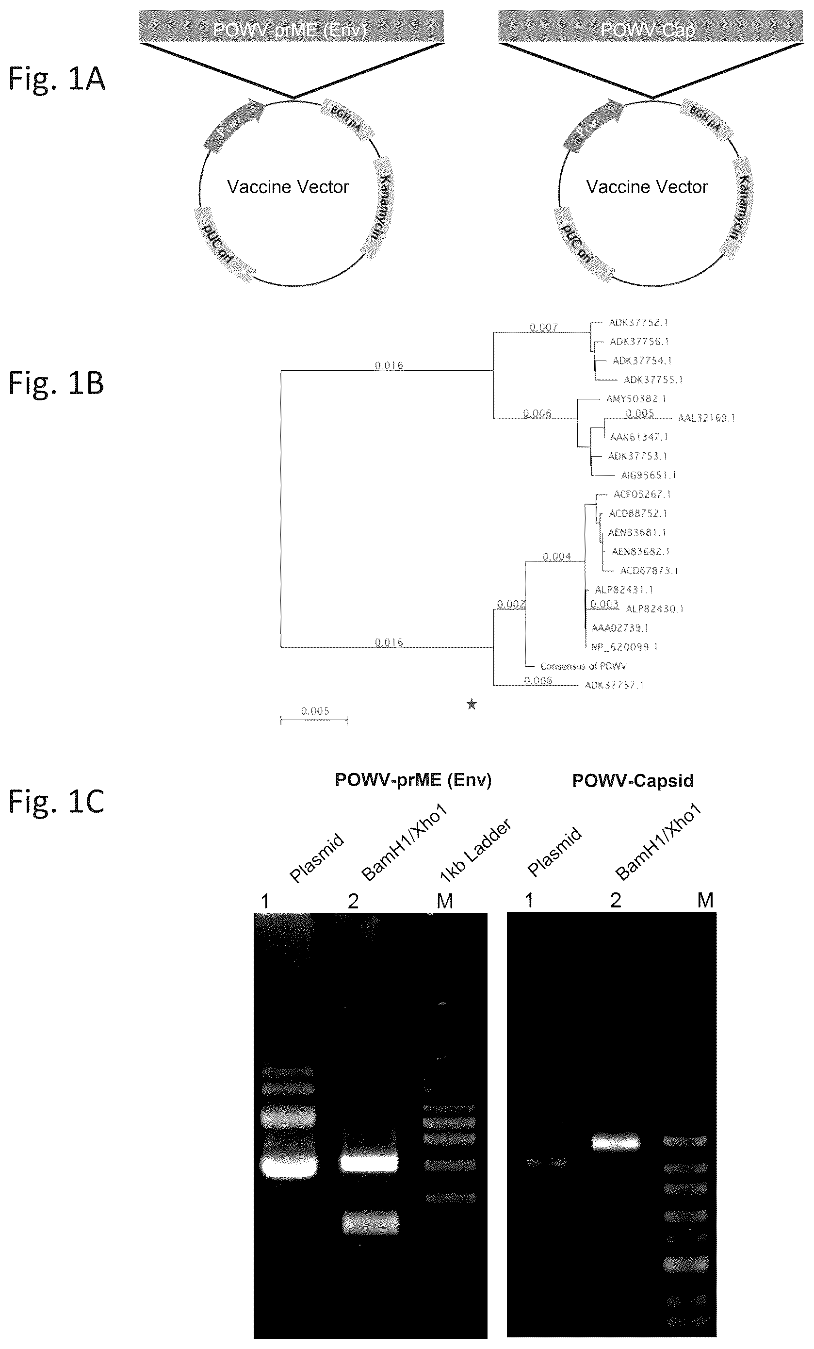 Patent US12576144 Figure 1 – Vaccines against Powassan virus, and methods of using same
