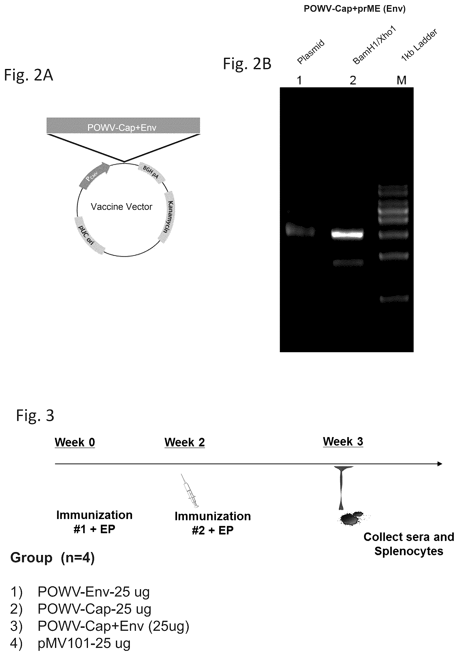 Patent US12576144 Figure 2 – Vaccines against Powassan virus, and methods of using same