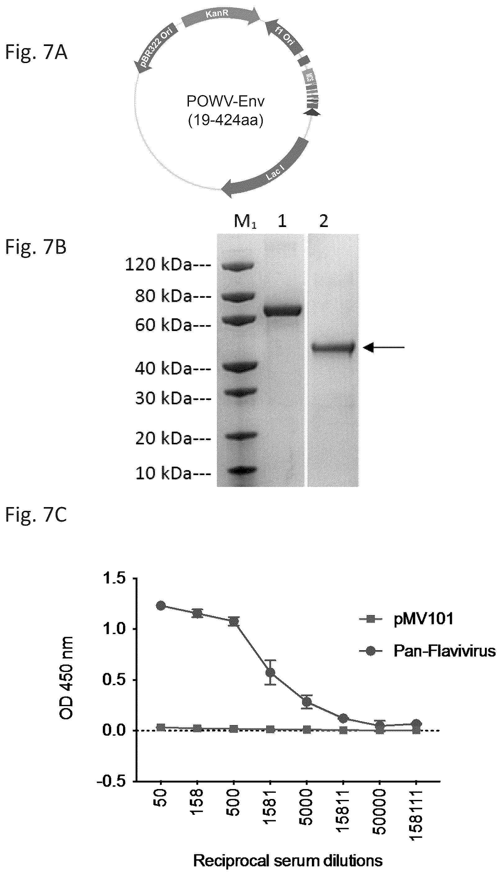 Patent US12576144 Figure 7 – Vaccines against Powassan virus, and methods of using same
