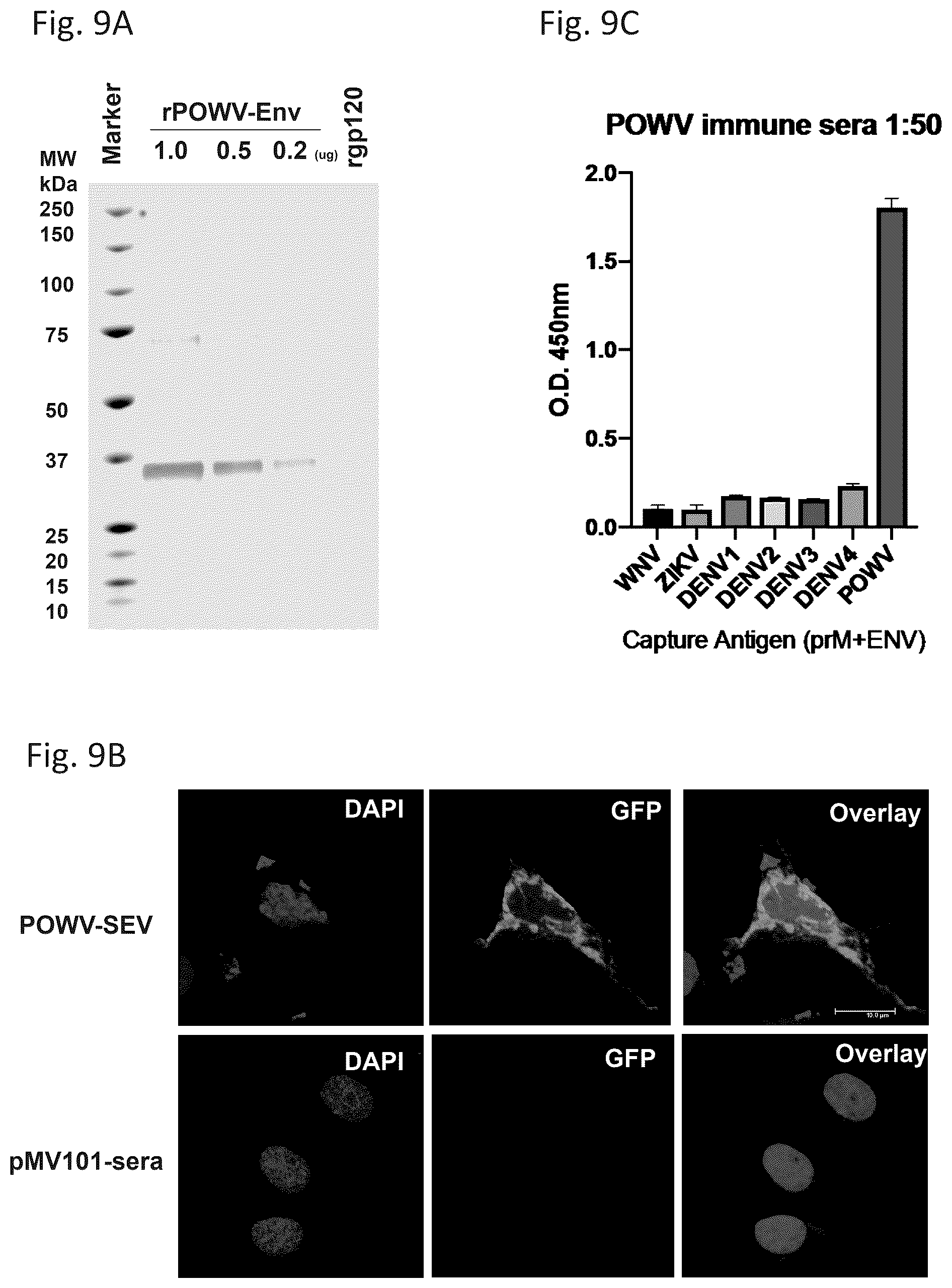 Patent US12576144 Figure 9 – Vaccines against Powassan virus, and methods of using same