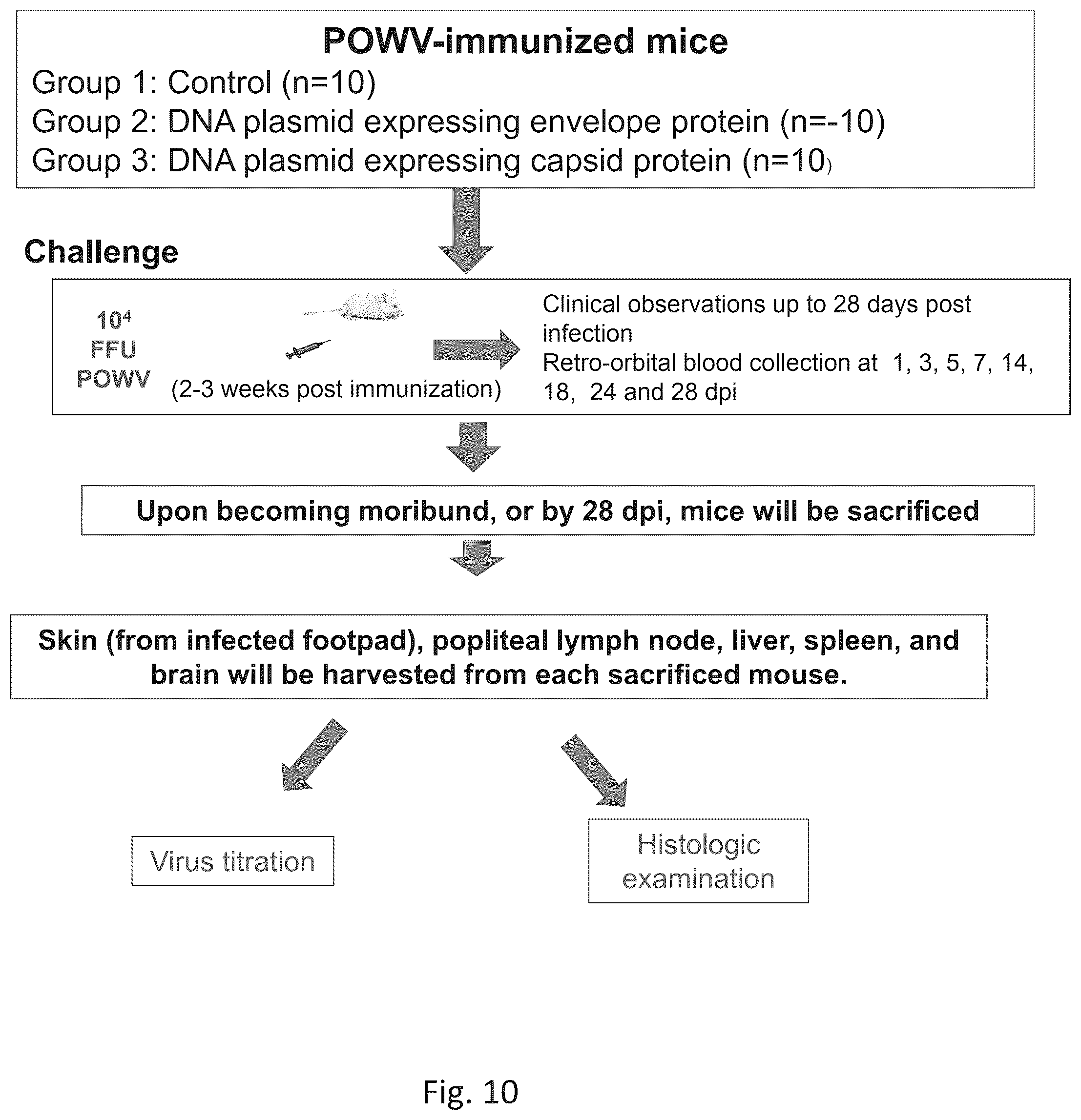 Patent US12576144 Figure 10 – Vaccines against Powassan virus, and methods of using same