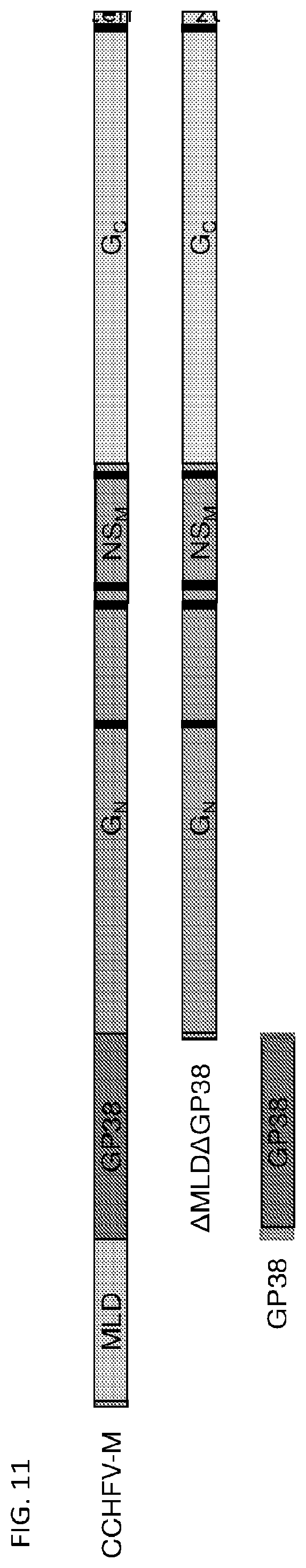 Patent US12576145 Figure 11 – Crimean-Congo hemorrhagic fever virus M-segment nucleic acid vaccine and methods of use and production