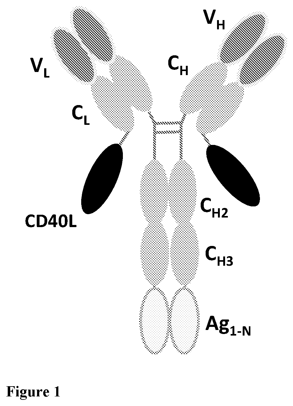 Patent US12576147 Figure 1 – Recombinant proteins with CD40 activating properties