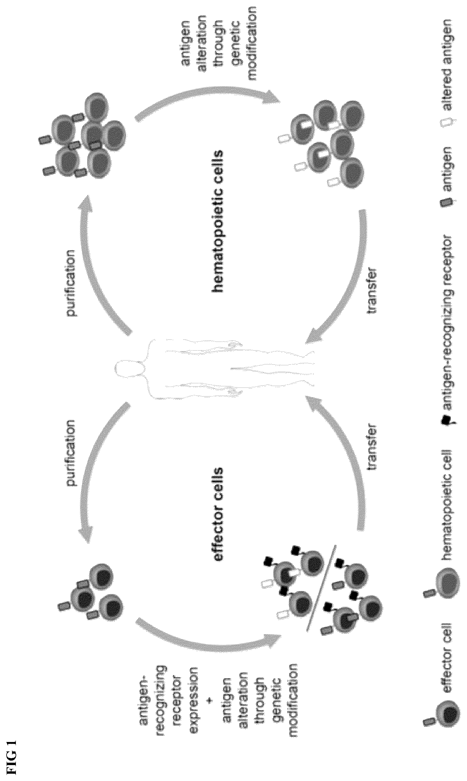 Patent US12576148 — Engineered immune effector cells for cancer immunotherapy that are resistant to fratricide by virtue of having genetically modified surface antigens — Figure 1